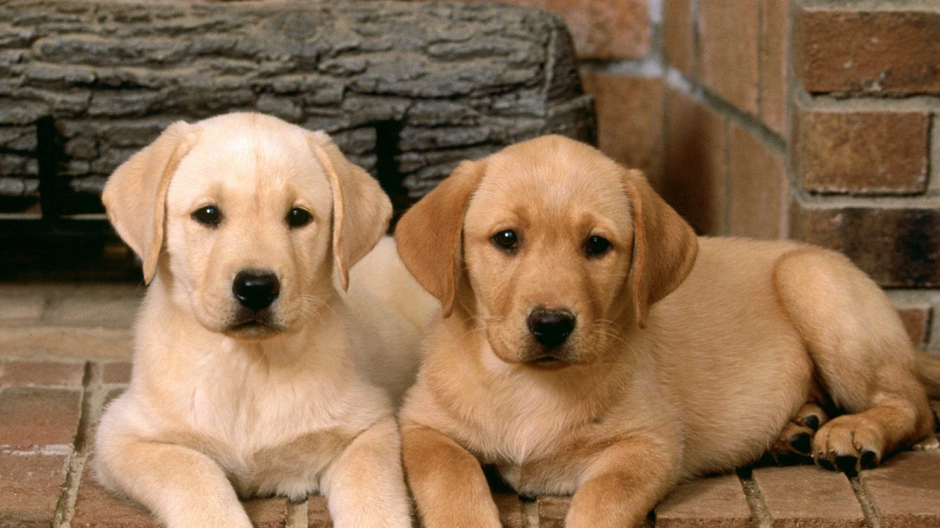Fondo de pantalla de perro 1920x1080