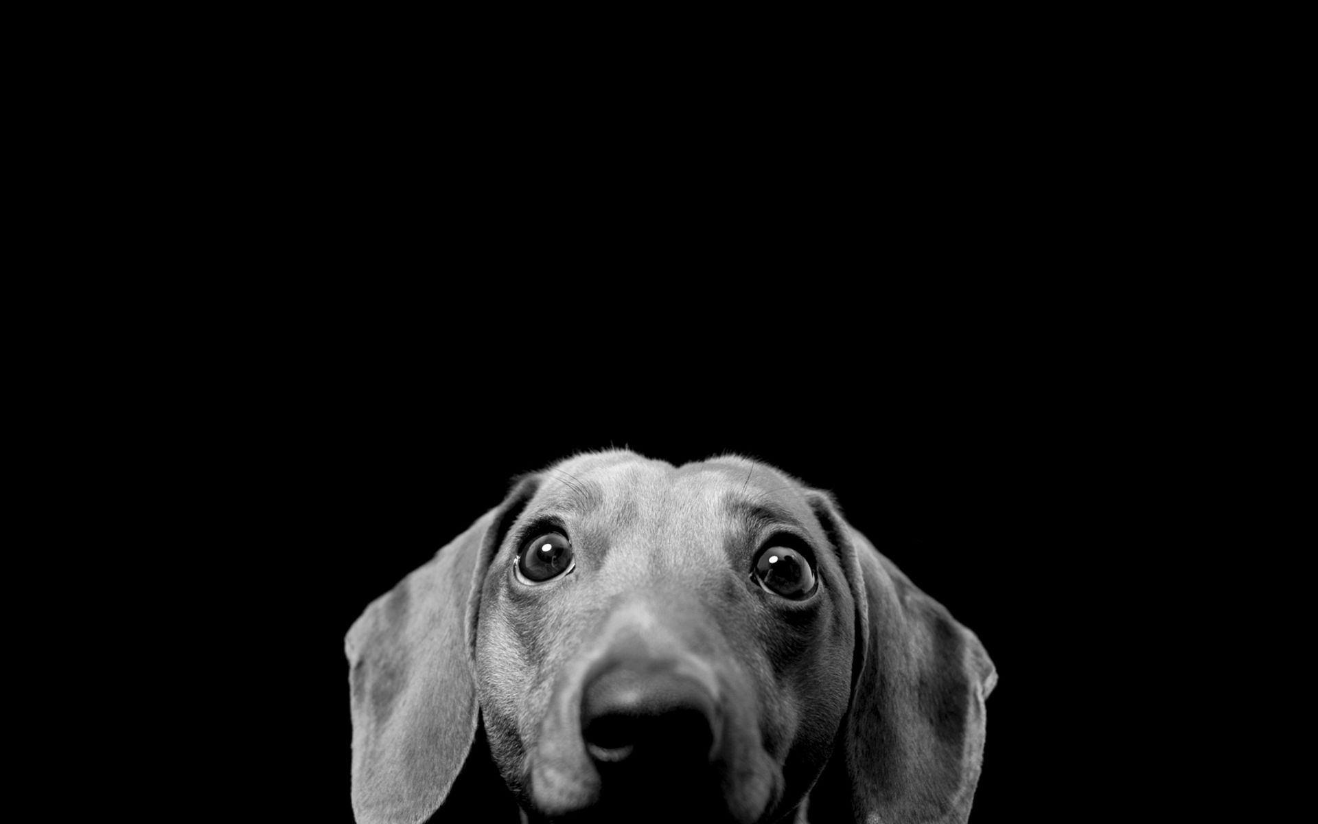Fondo de pantalla de perro 1920x1200