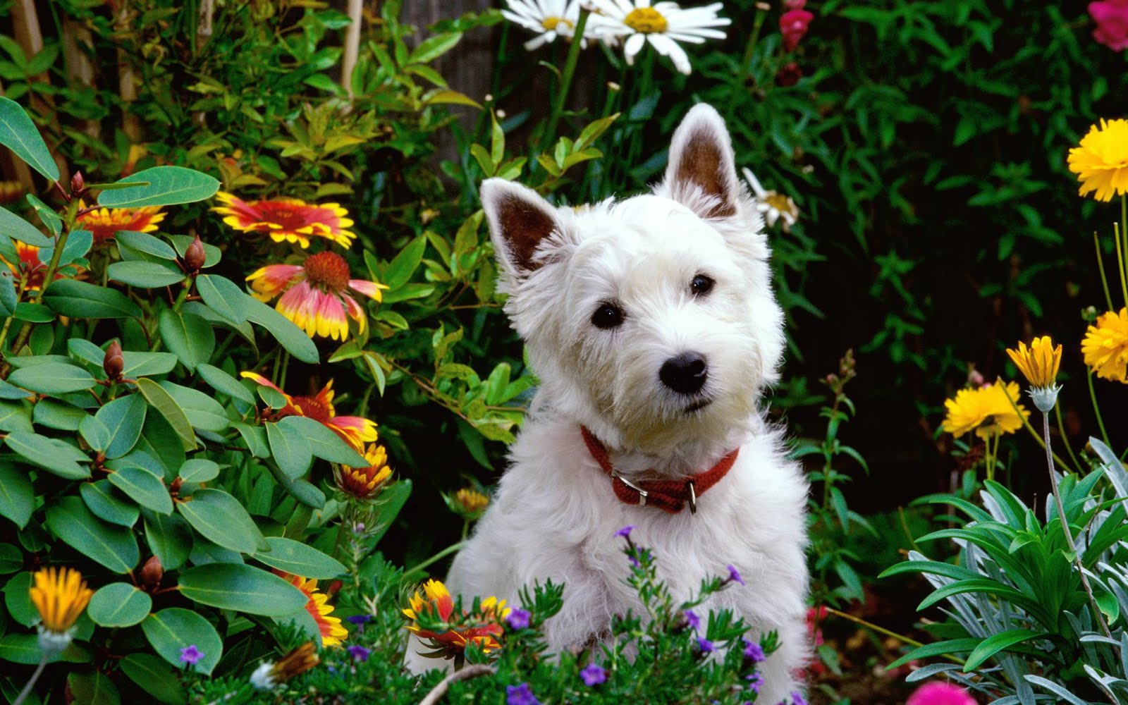Fondo de pantalla de perro 1600x1000