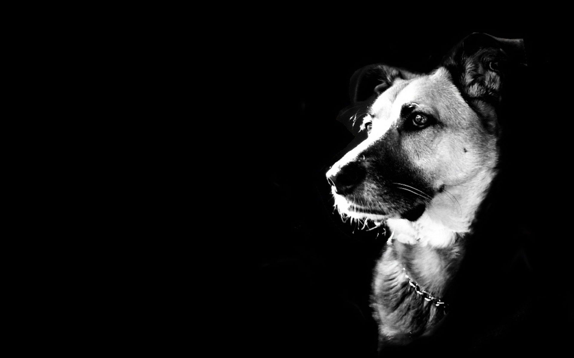 Fondo de pantalla de perro 1920x1200