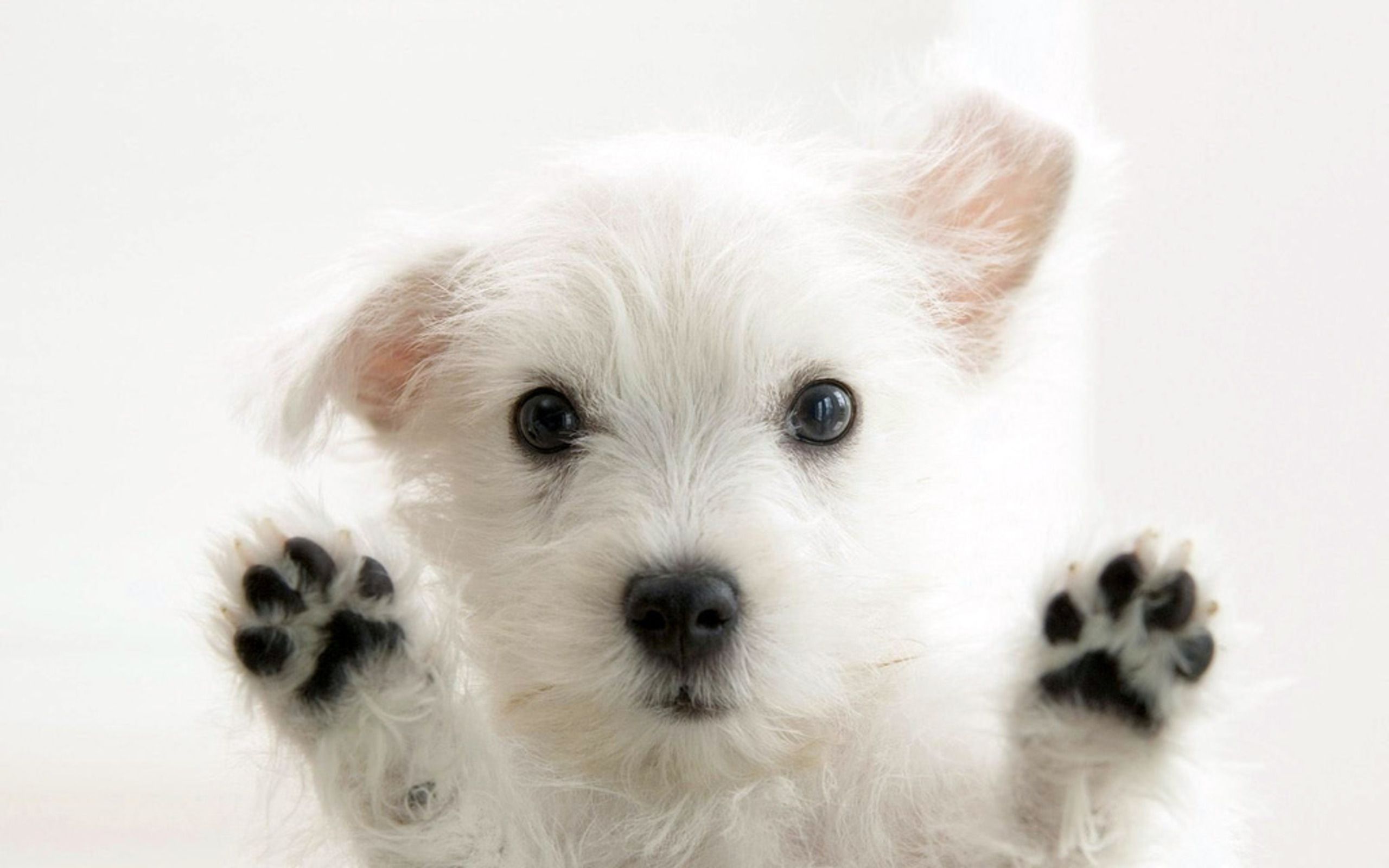 Fondo de pantalla de perro 2560x1600