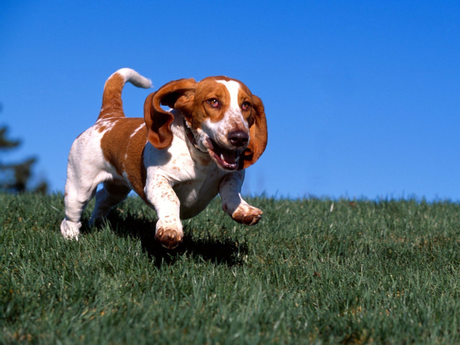 Fondo de pantalla de perro 1600x1200