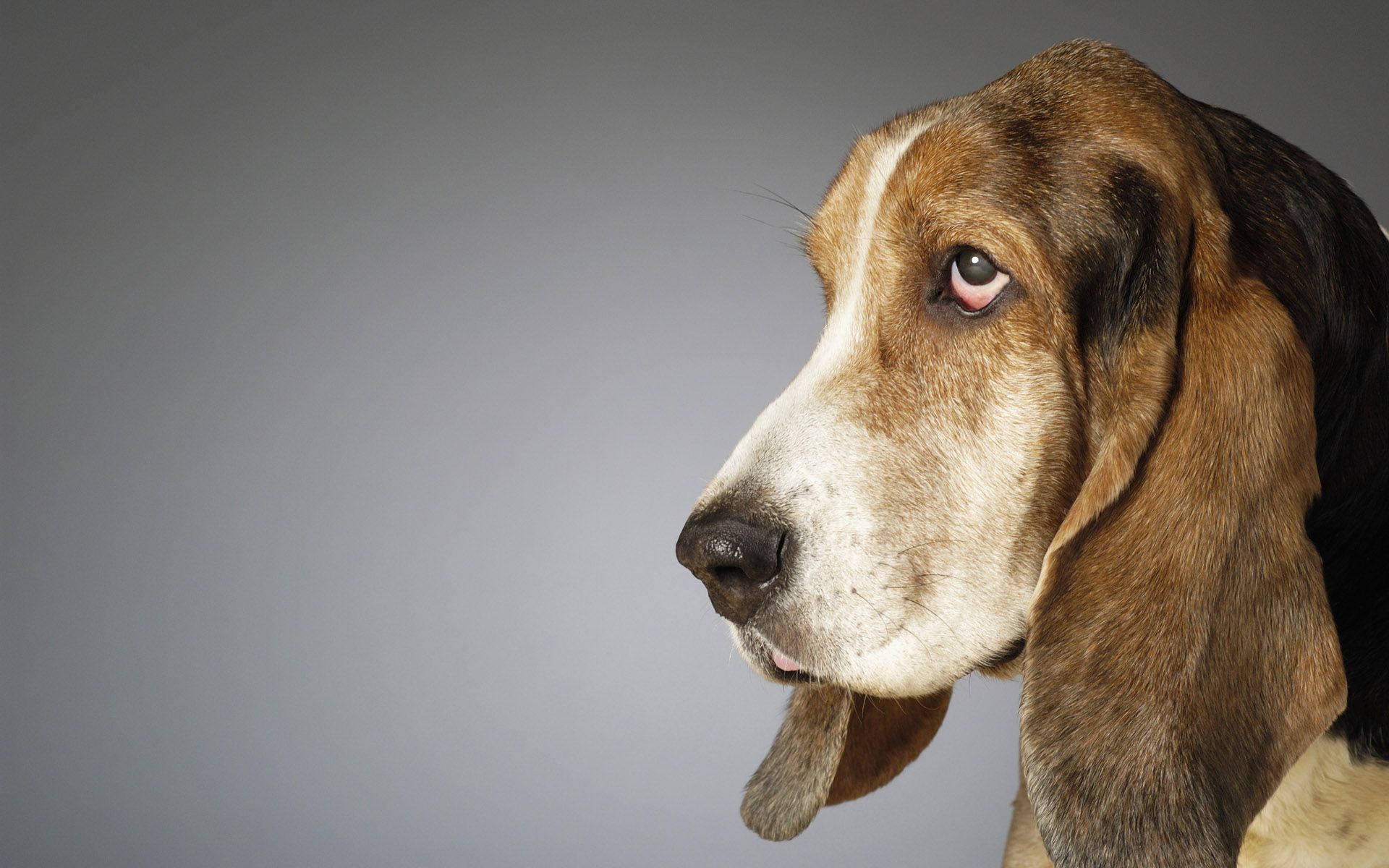 Fondo de pantalla de perro 1920x1200