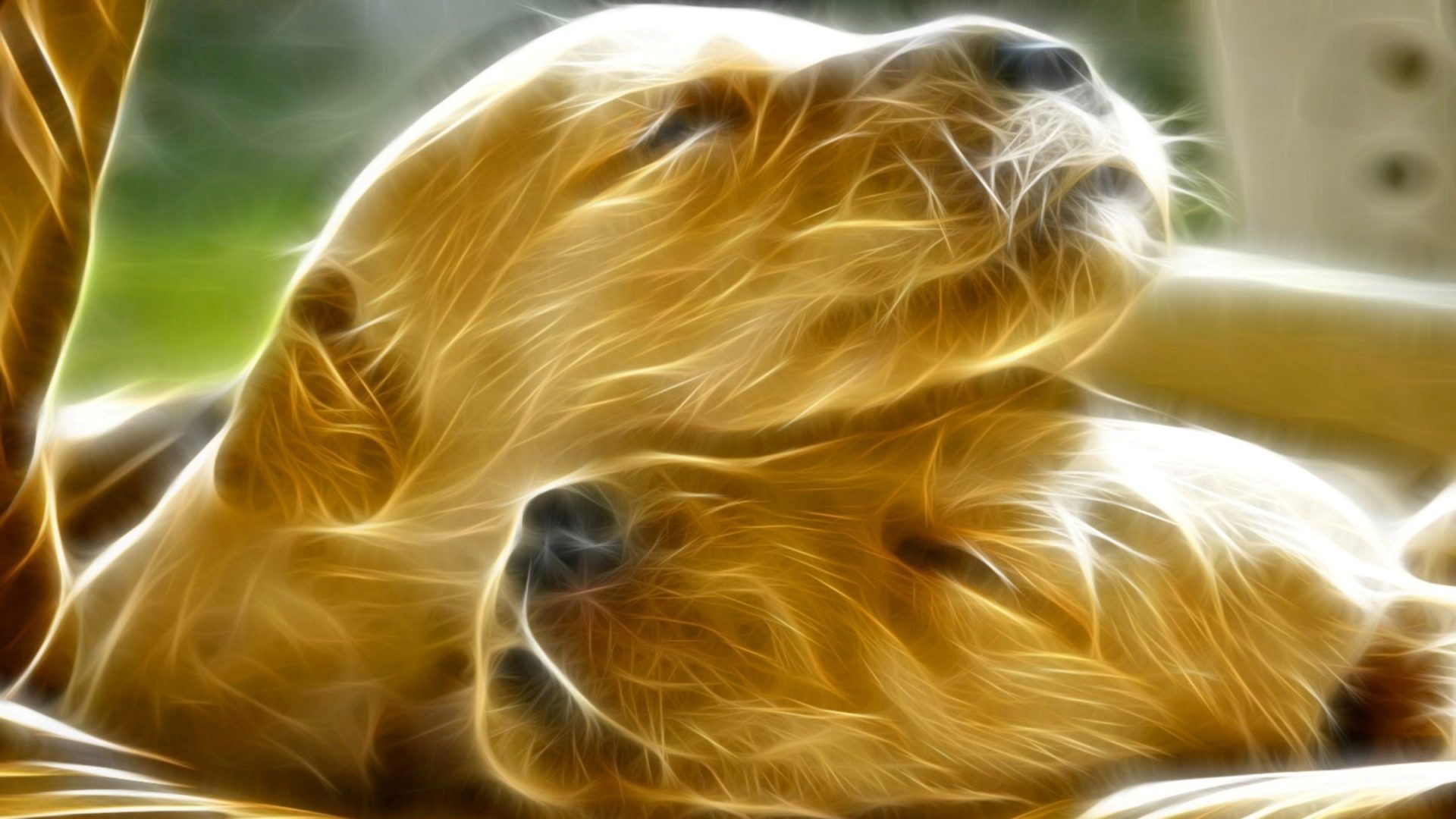 Fondo de pantalla de perro 1920x1080