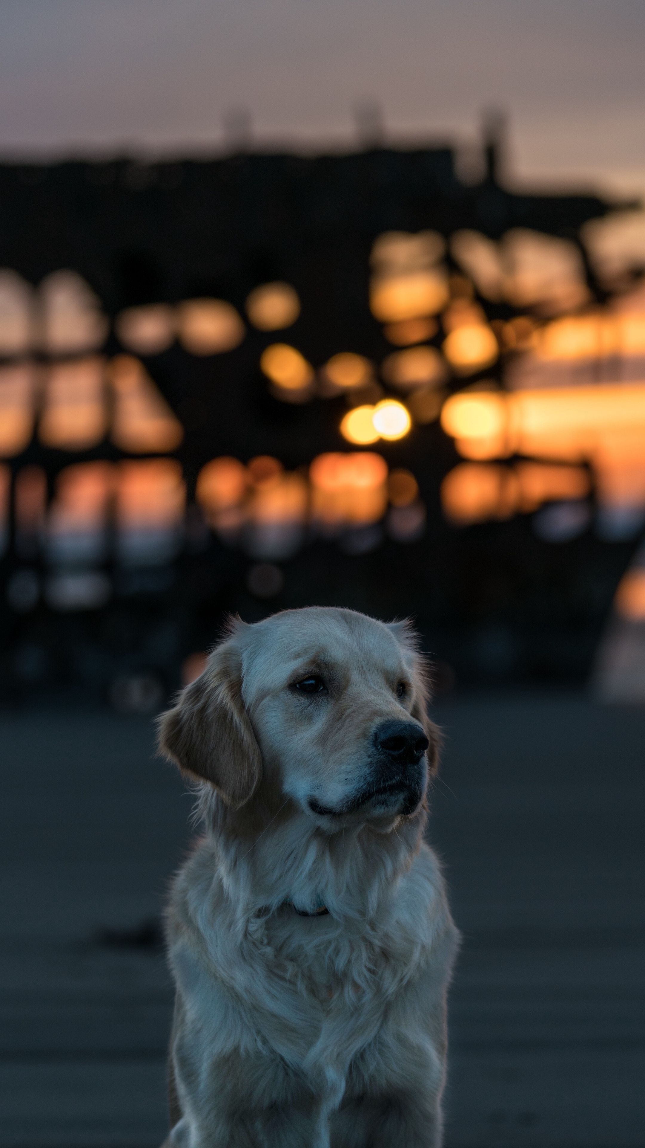 Fondo de pantalla de perro 2160x3840