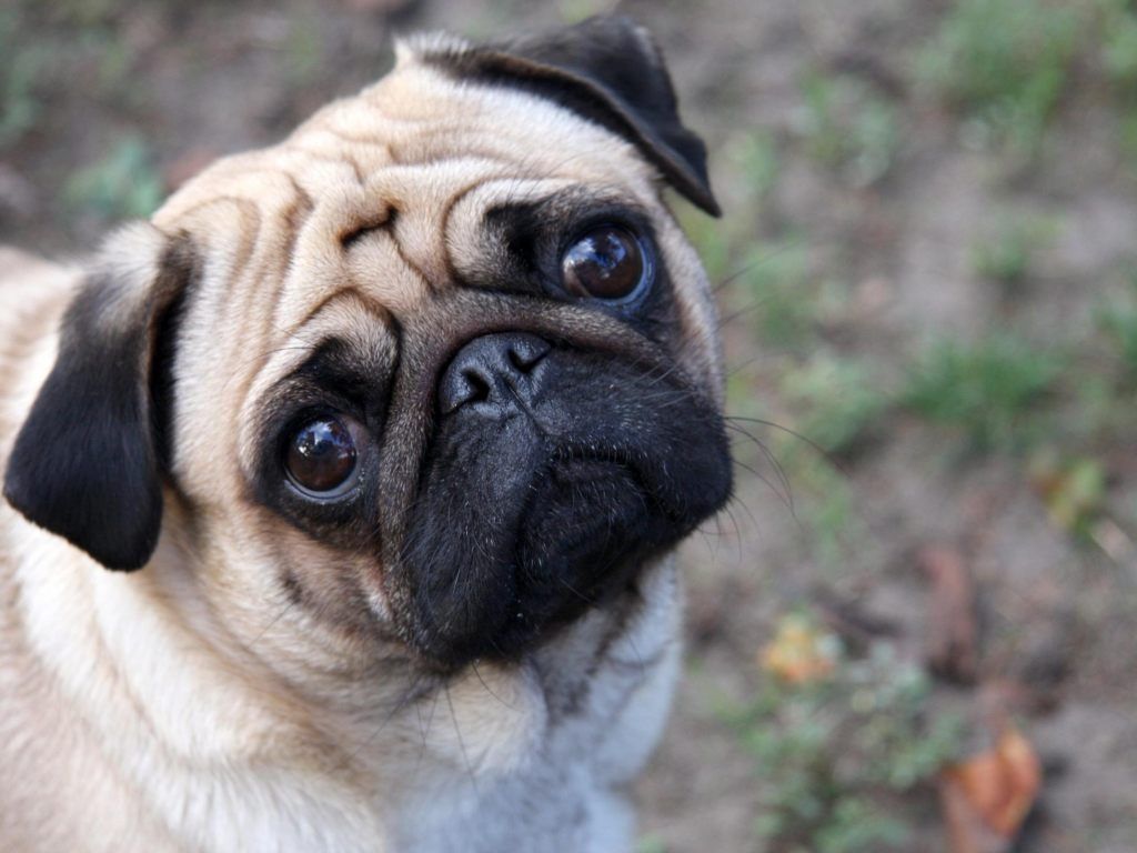 Fondo de pantalla de perro 1024x768