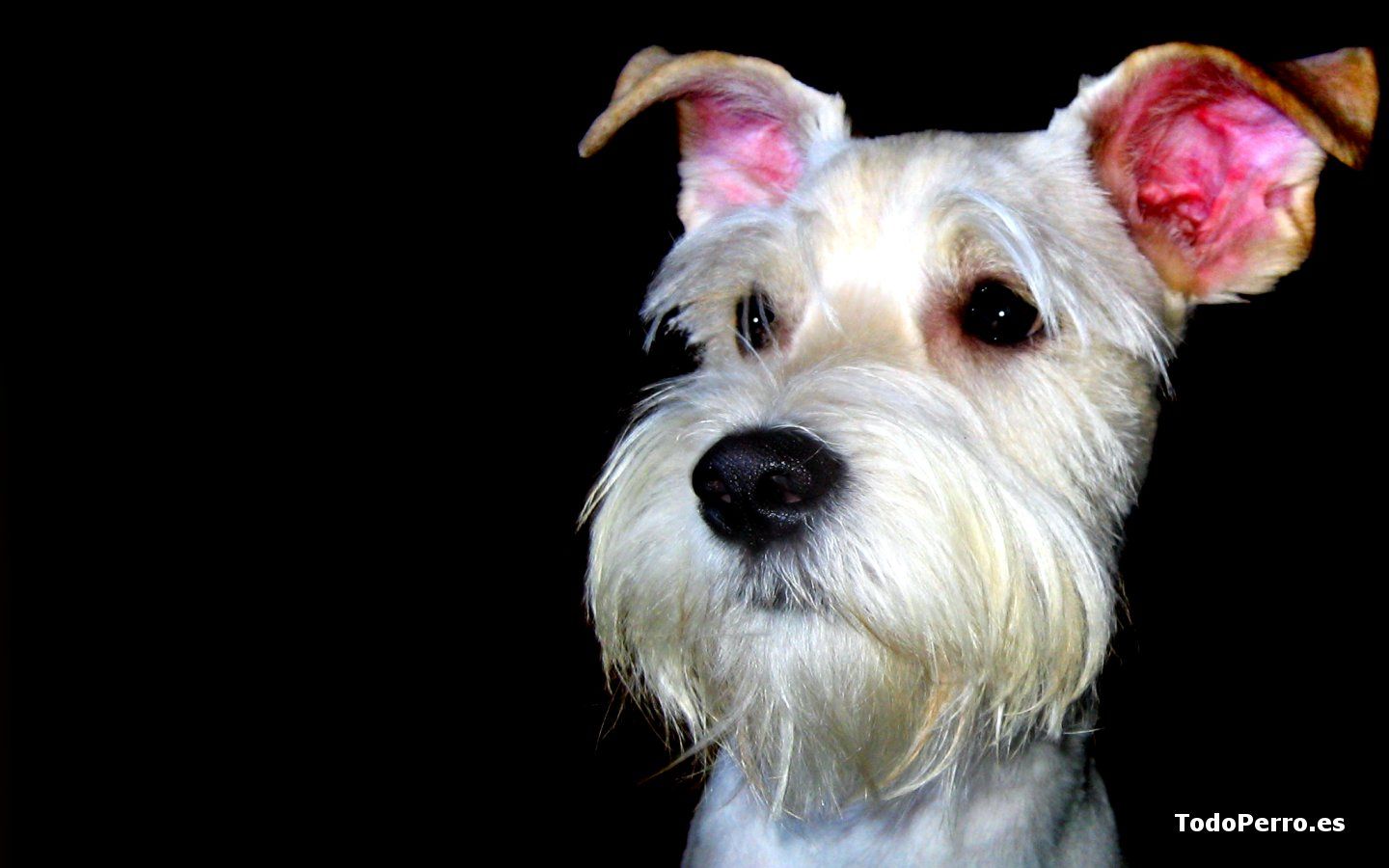 Fondo de pantalla de perro 1440x900
