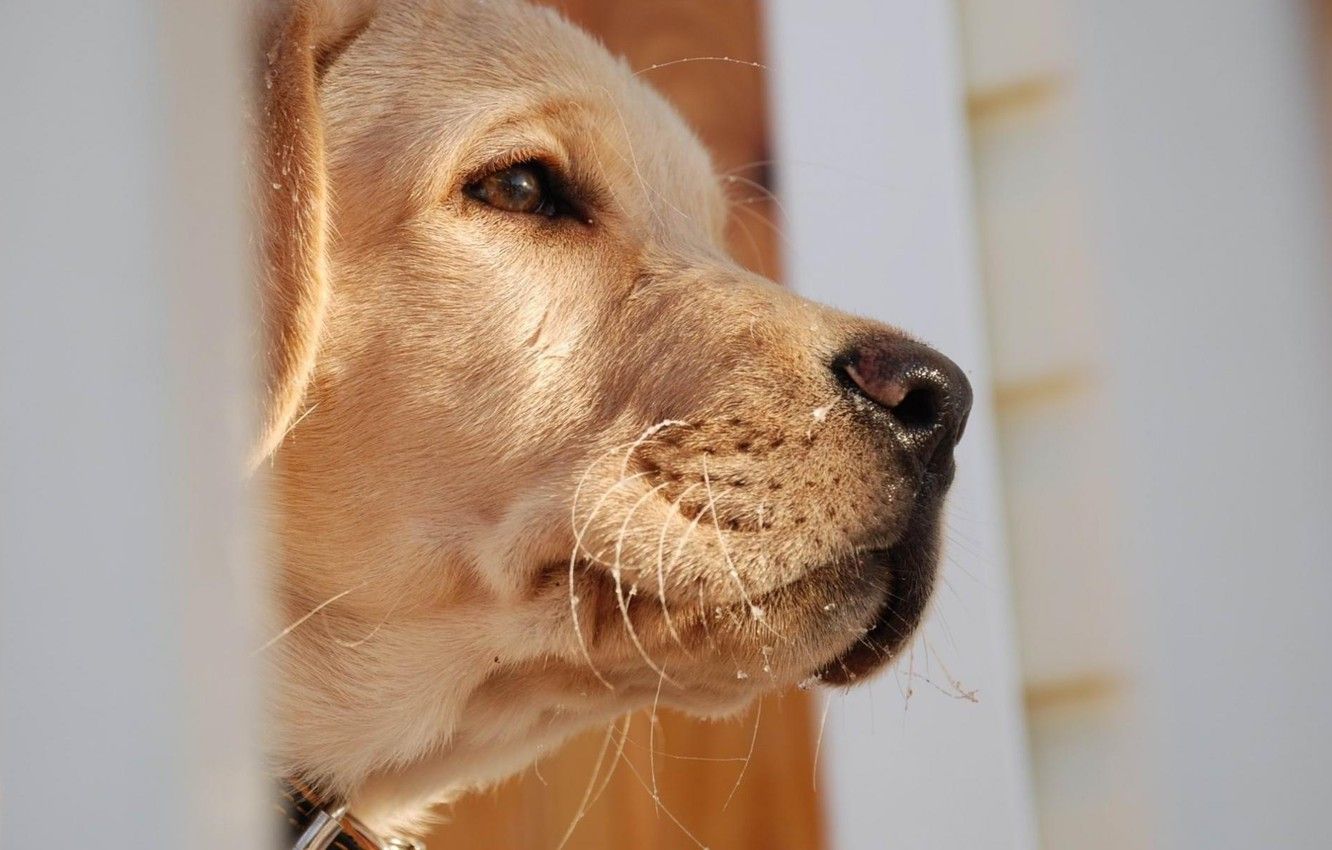 Fondo de pantalla de perro 1332x850