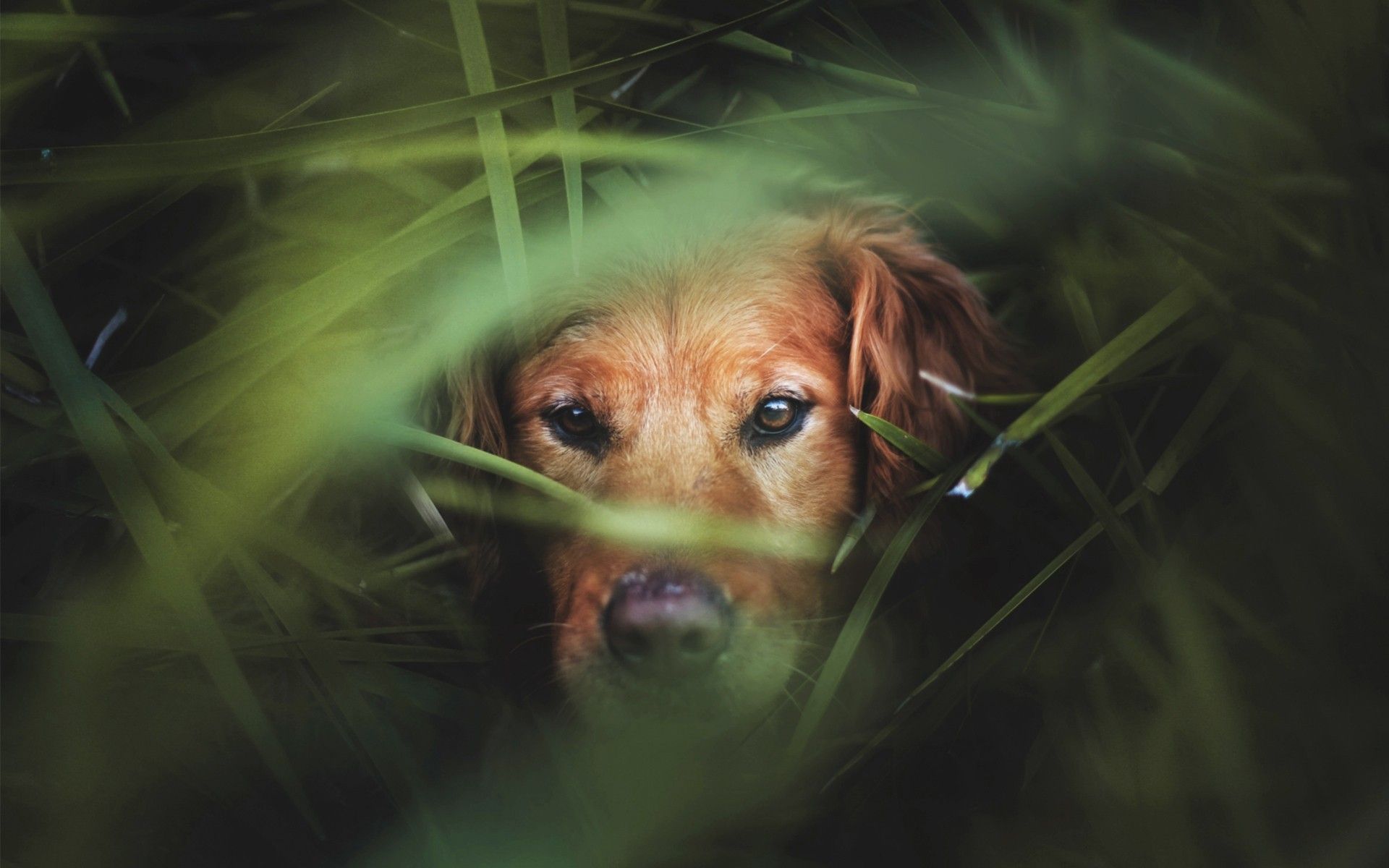 Fondo de pantalla de perro 1920x1200