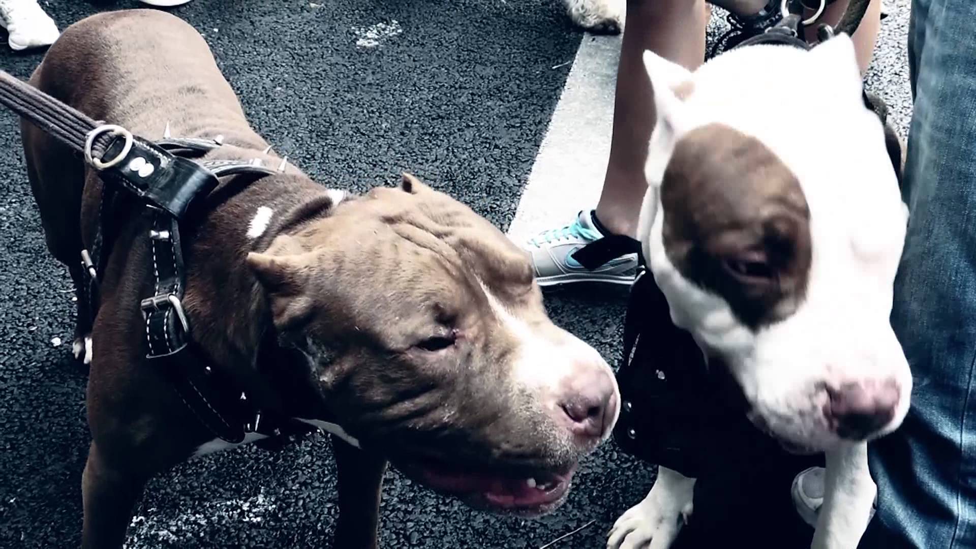 Fondo de pantalla de perro 1920x1080
