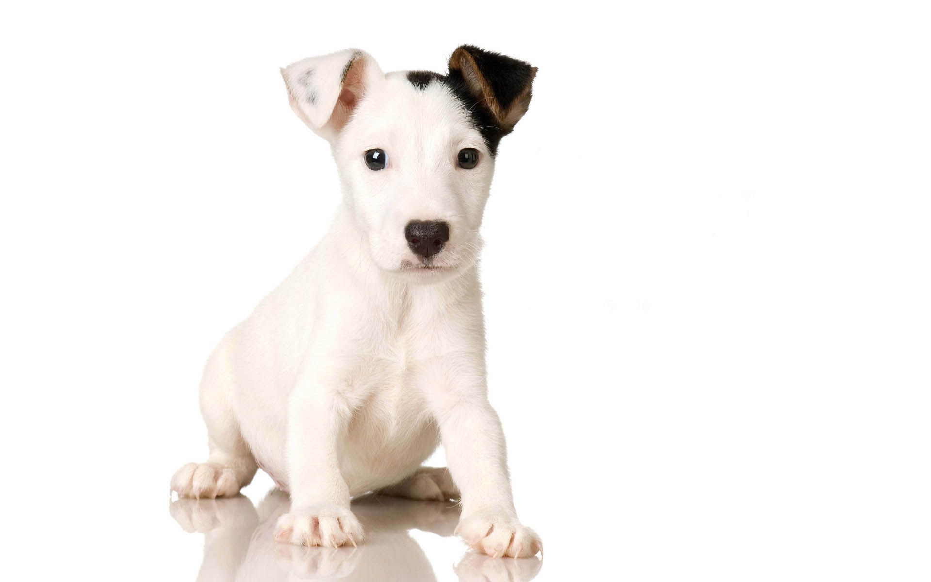 Fondo de pantalla de perro 1920x1200