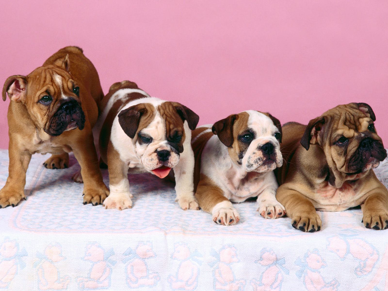 Fondo de pantalla de perro 1600x1200