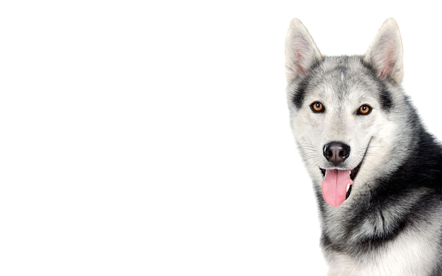 Fondo de pantalla de perro 1440x900