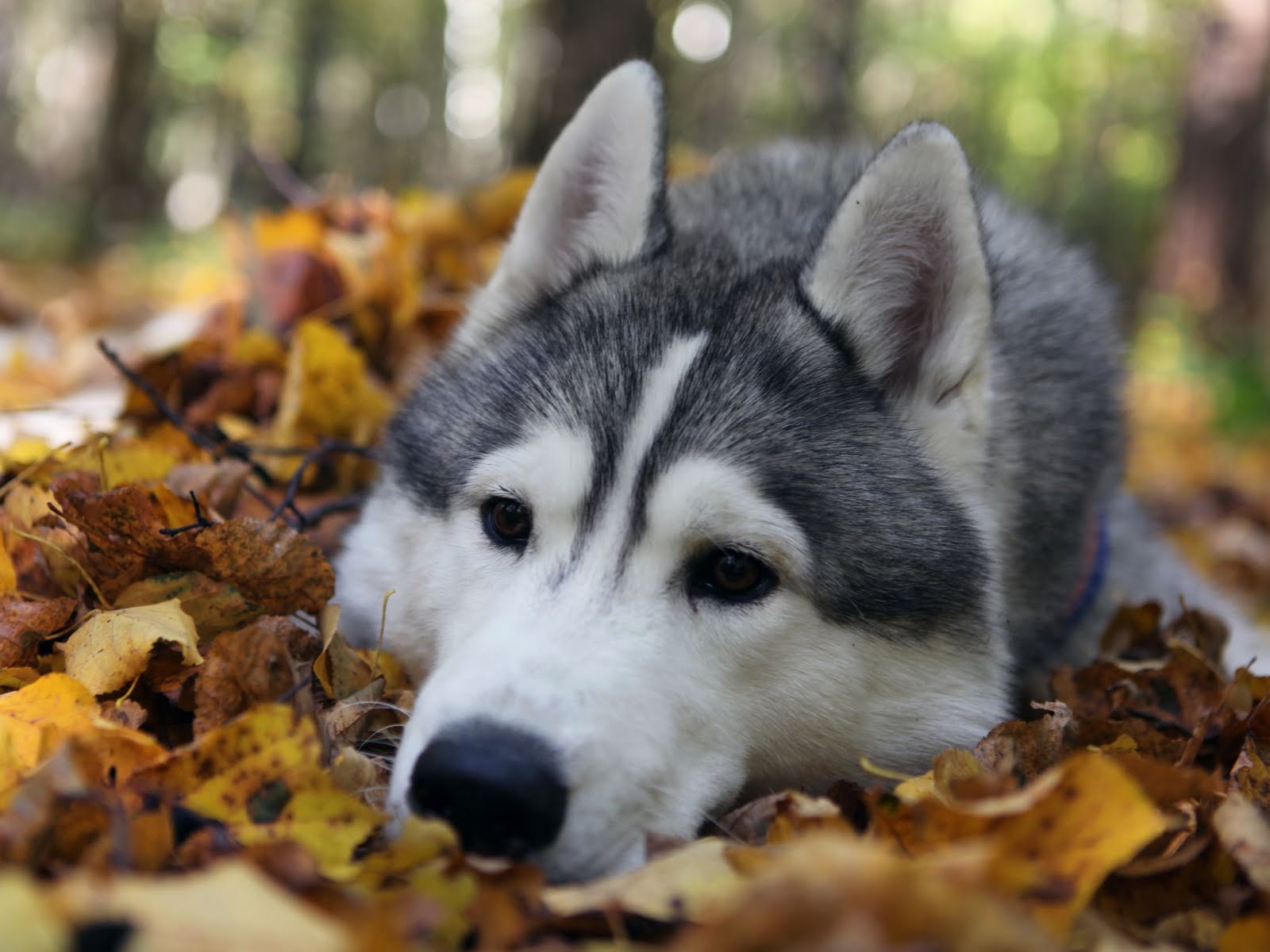 Fondo de pantalla de perro 1600x1200