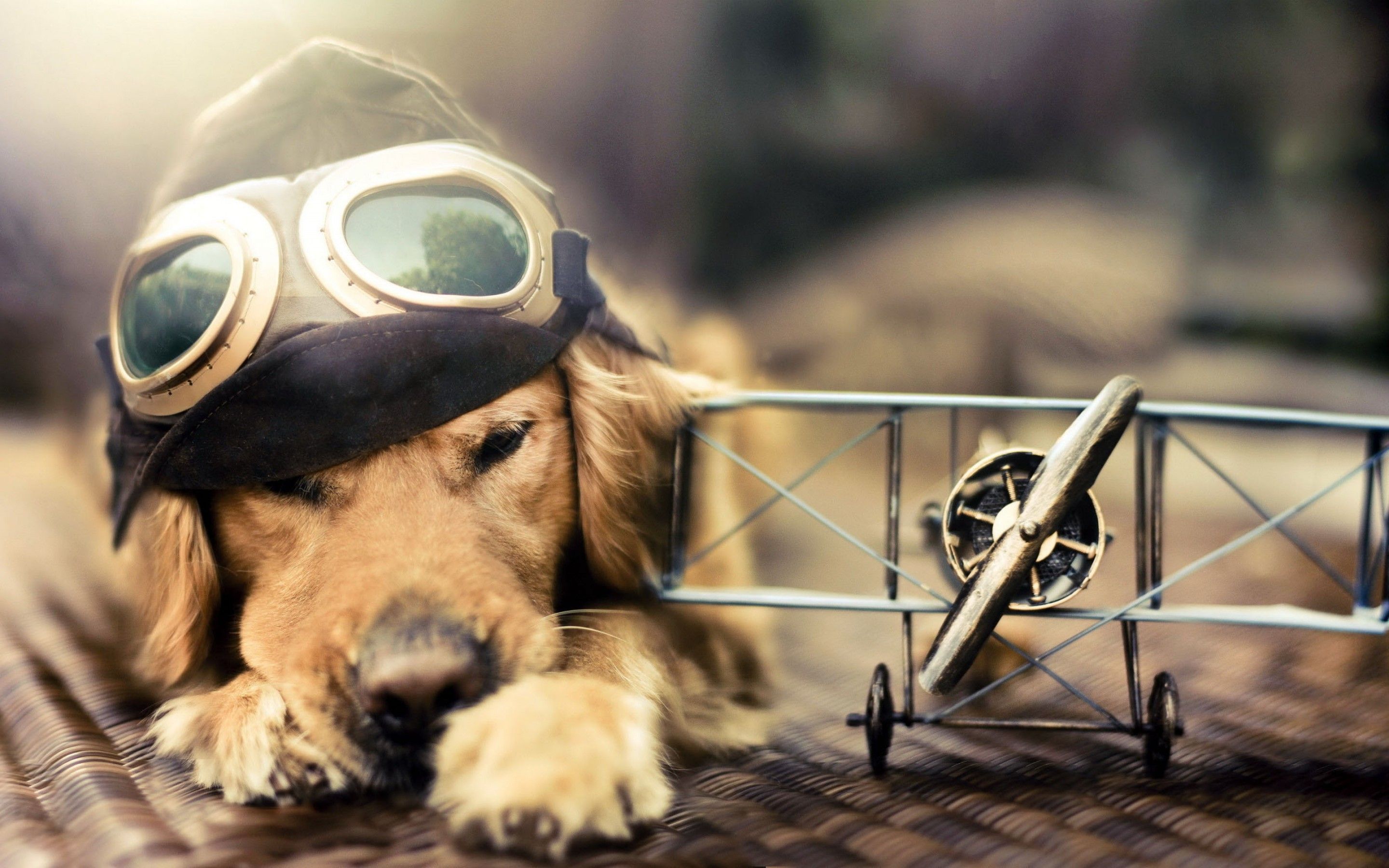 Fondo de pantalla de perro 2880x1800