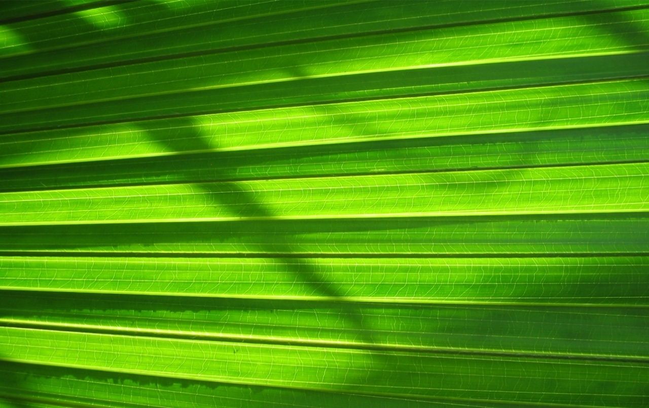 Fondo de pantalla  verde liso 1280x804