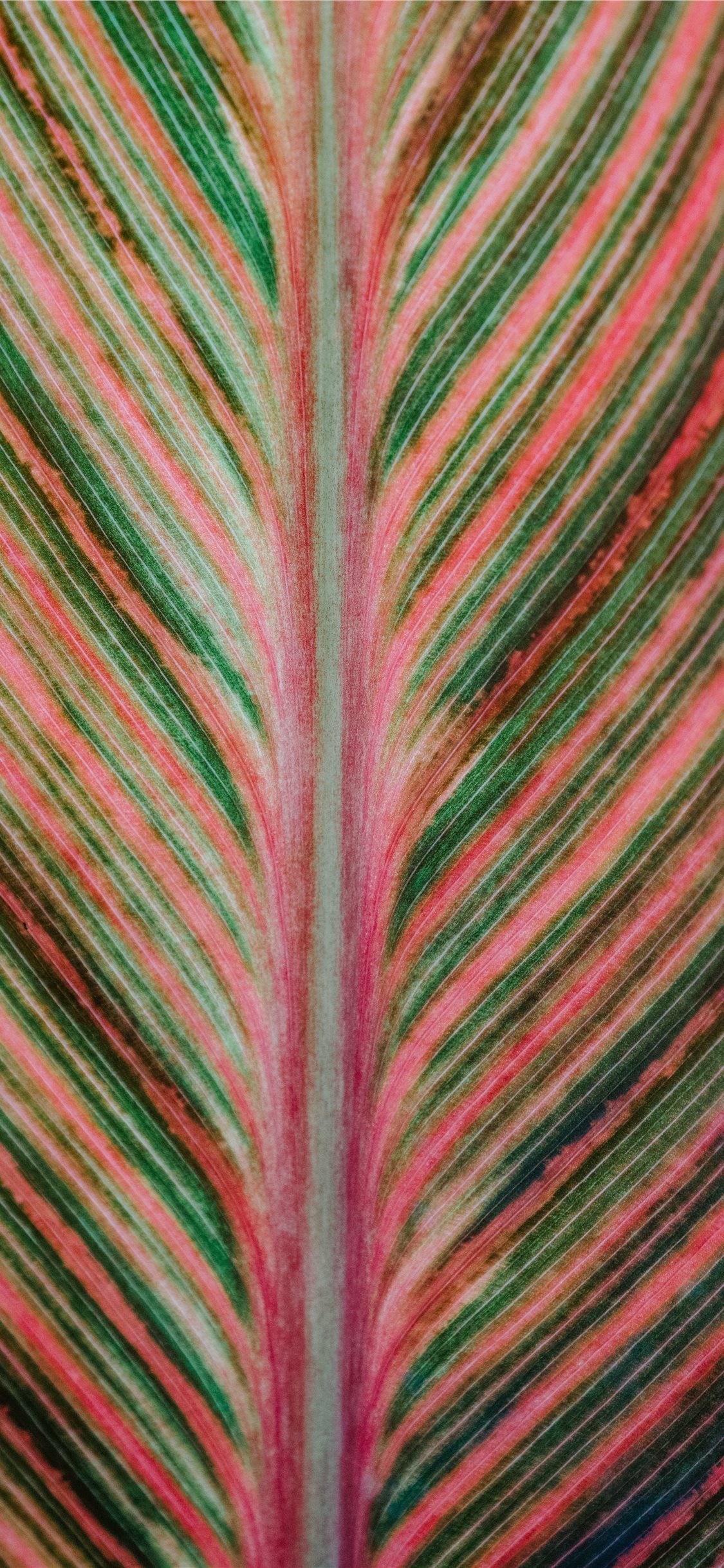 Hoja de rayas rosa y verde iPhone X Wallpapers descarga gratuita