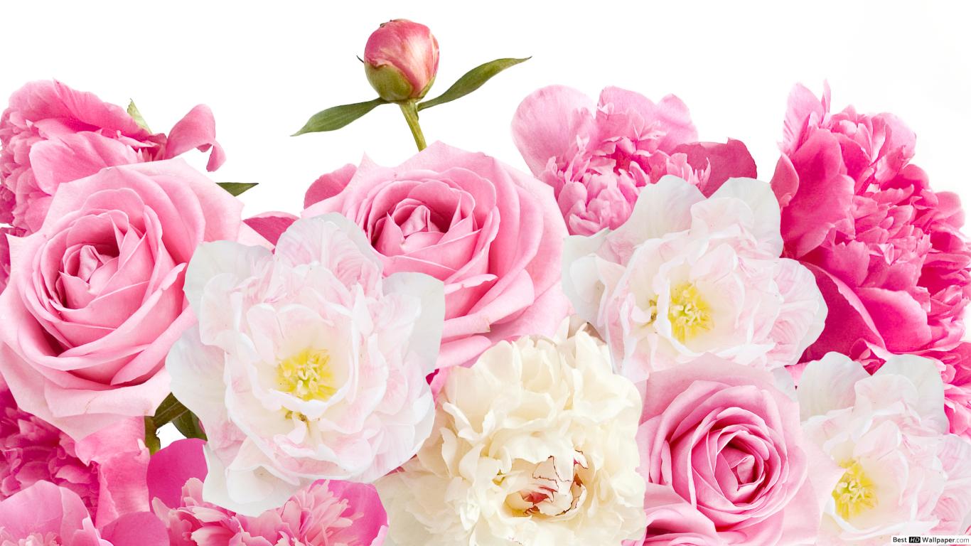 Fondo de pantalla  rosa pastel 1366x768