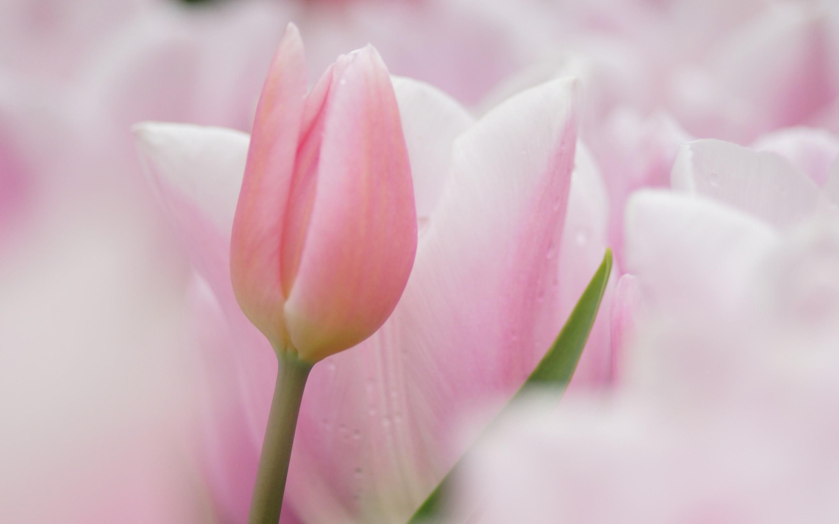 Fondo de pantalla  rosa pastel 2880x1800