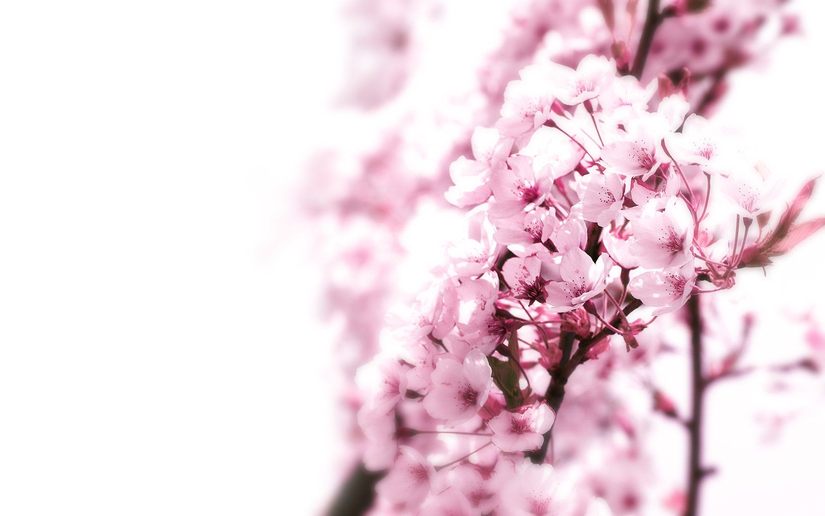 Fondo de pantalla  rosa pastel 1680x1050