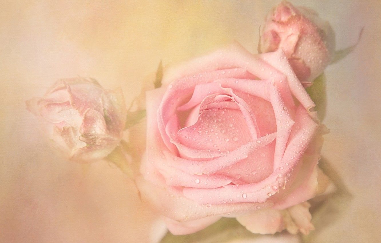 Fondo de pantalla  rosa pastel 1332x850