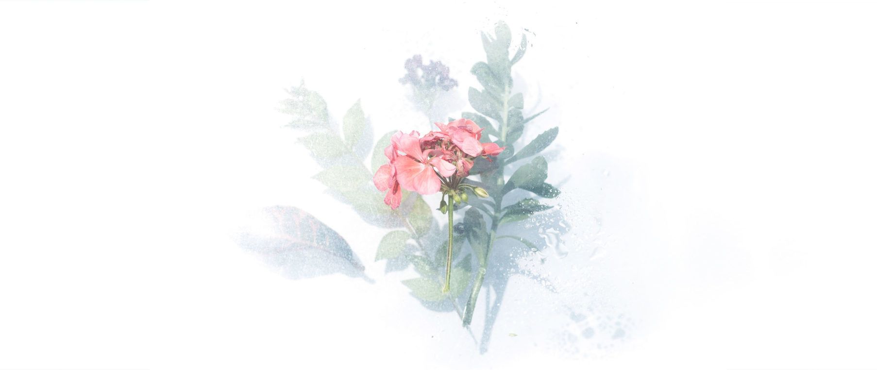 Fondo de pantalla  rosa pastel 1806x762