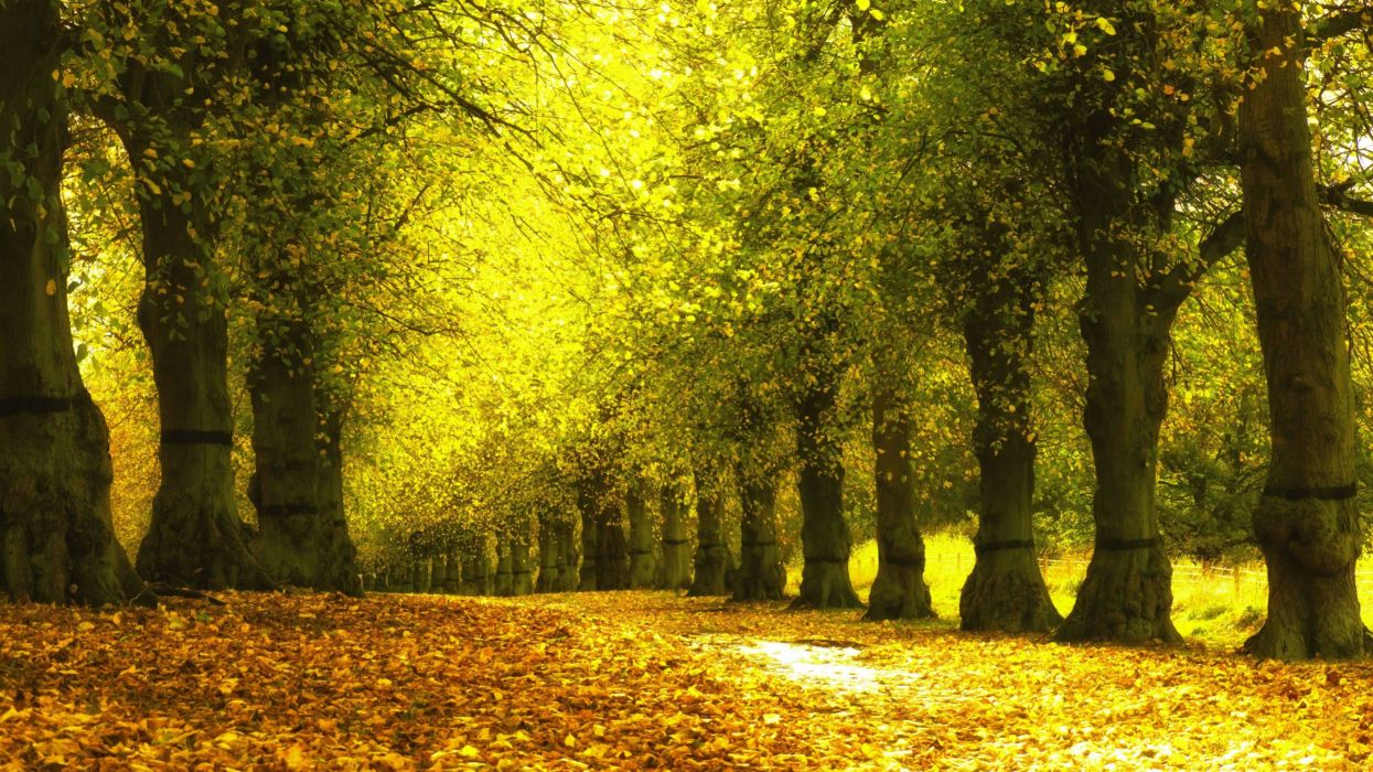 Fondo de pantalla de árbol 1245x700