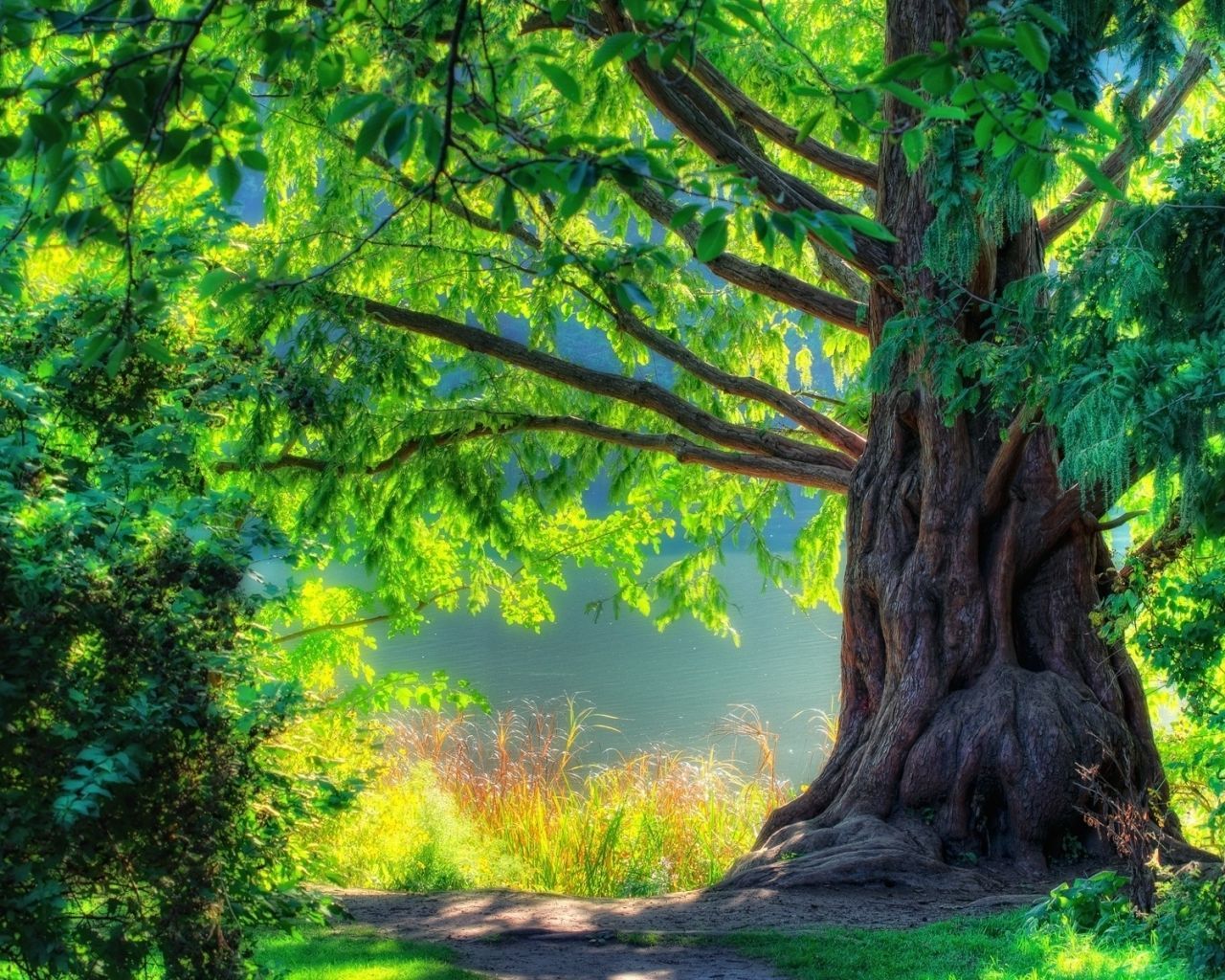 Fondo de pantalla de árbol 1280x1024