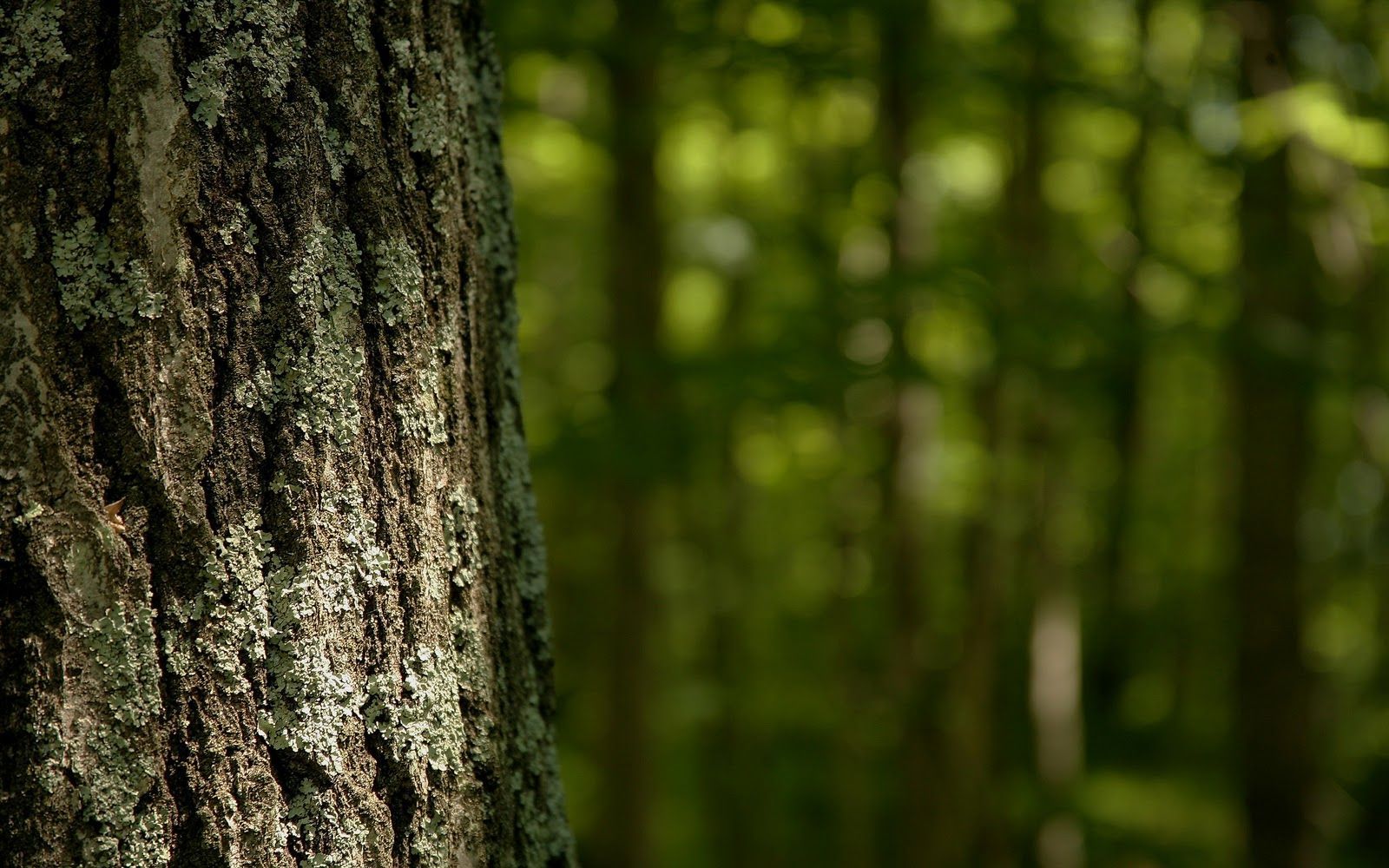 Fondo de pantalla de árbol 1600x1000