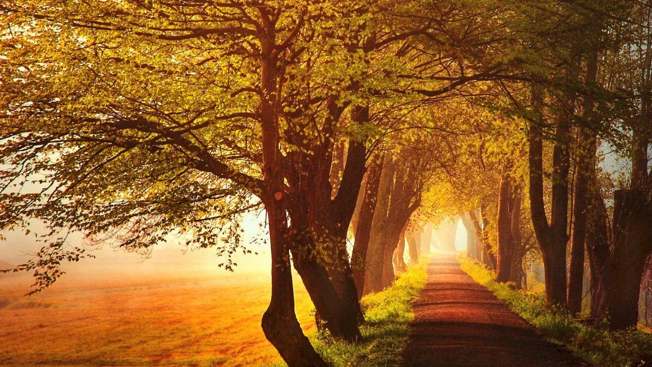Fondo de pantalla de árbol 1280x720