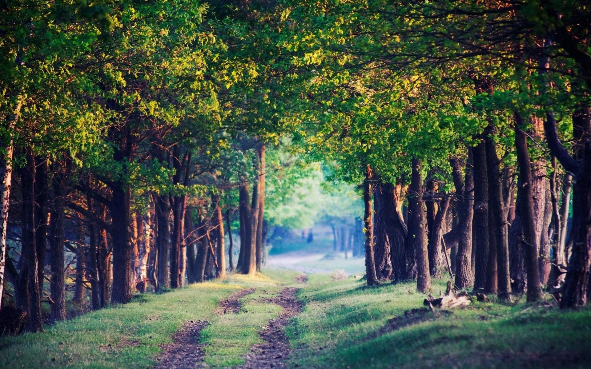 Fondo de pantalla de árbol 1920x1200