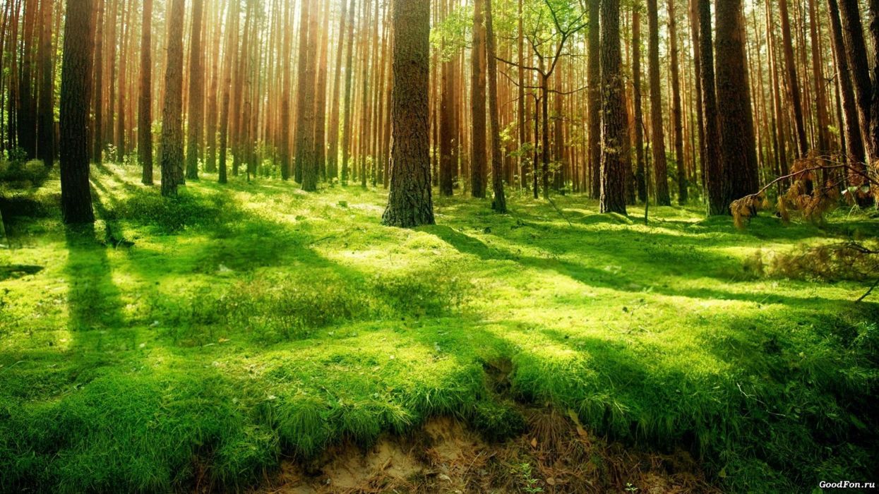Fondo de pantalla de árbol 1245x700