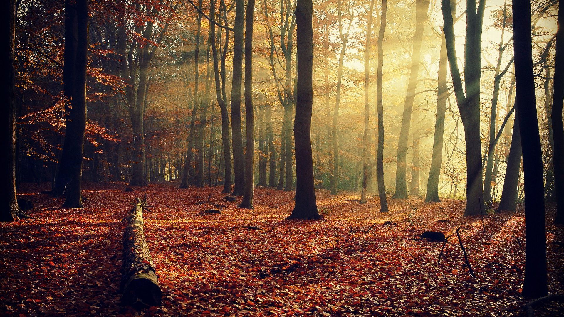 Fondo de pantalla de árbol 1920x1080