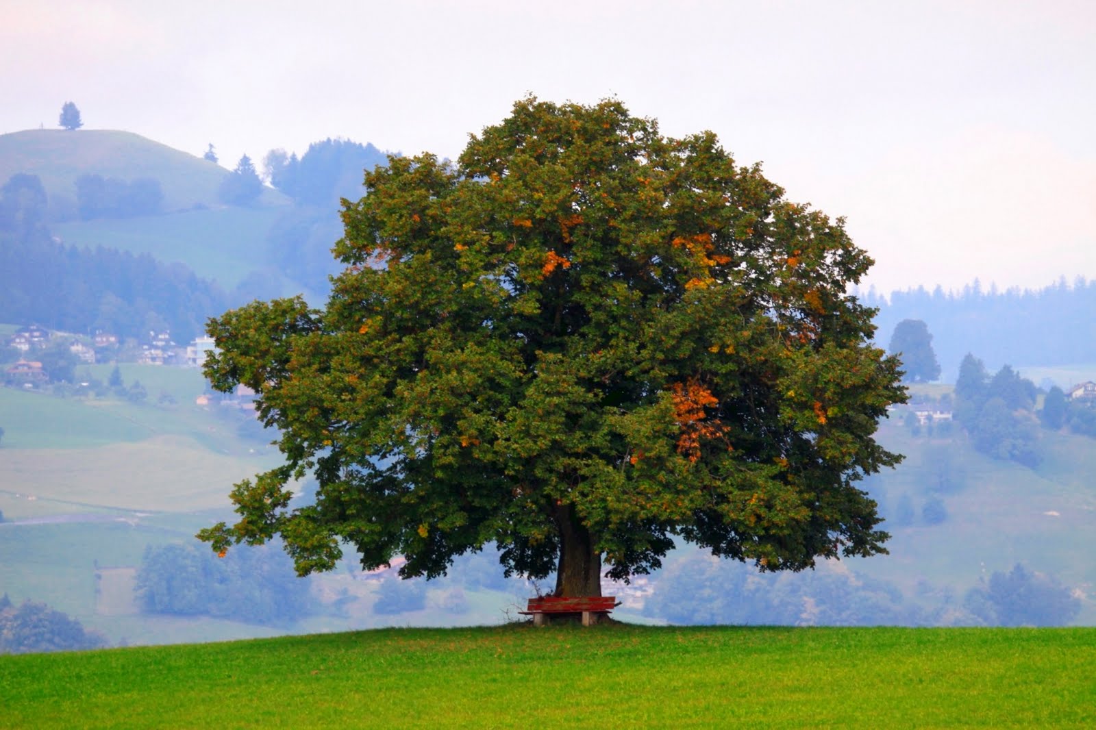 Fondo de pantalla de árbol 1600x1066