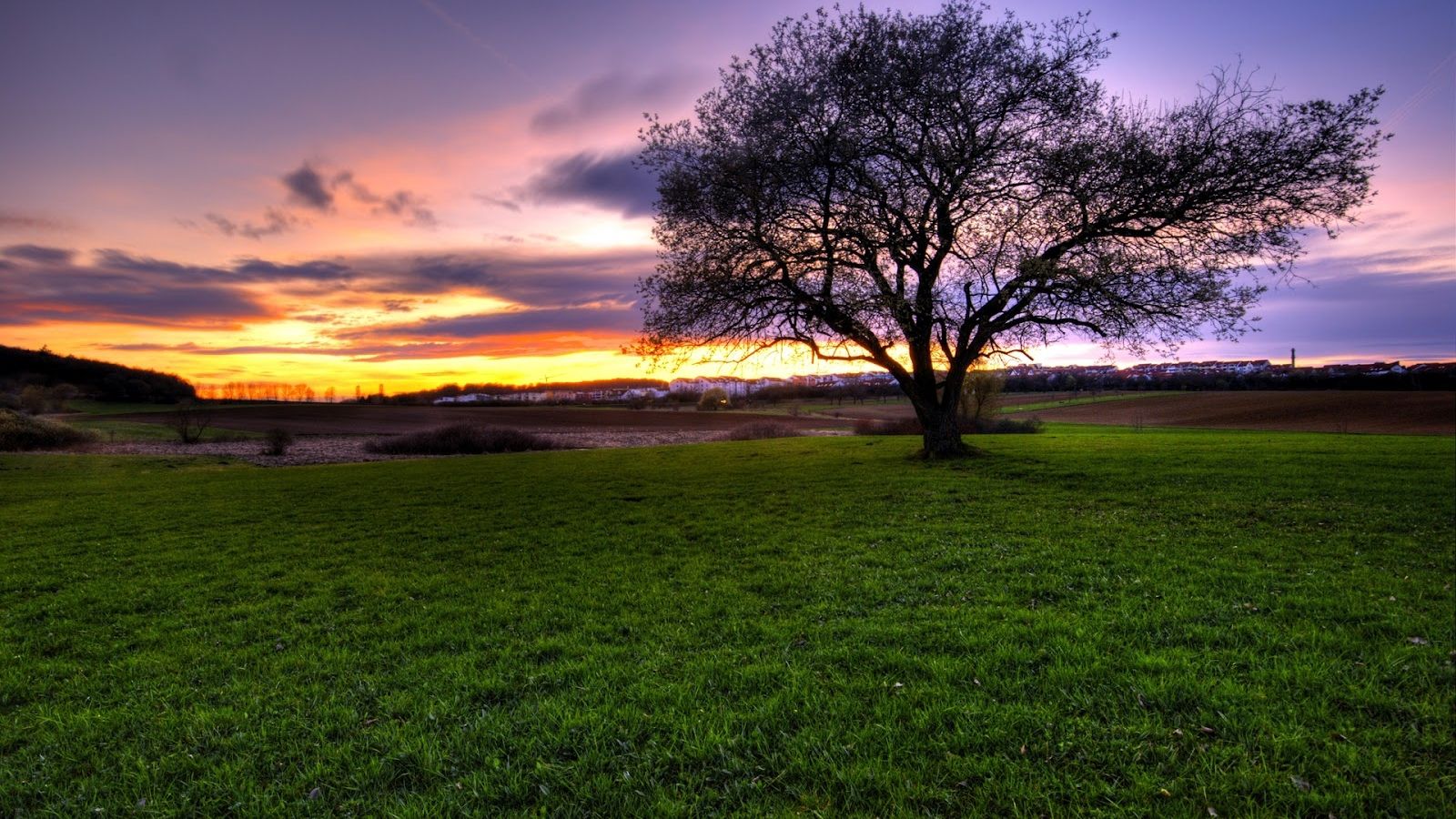 Fondo de pantalla de árbol 1600x900