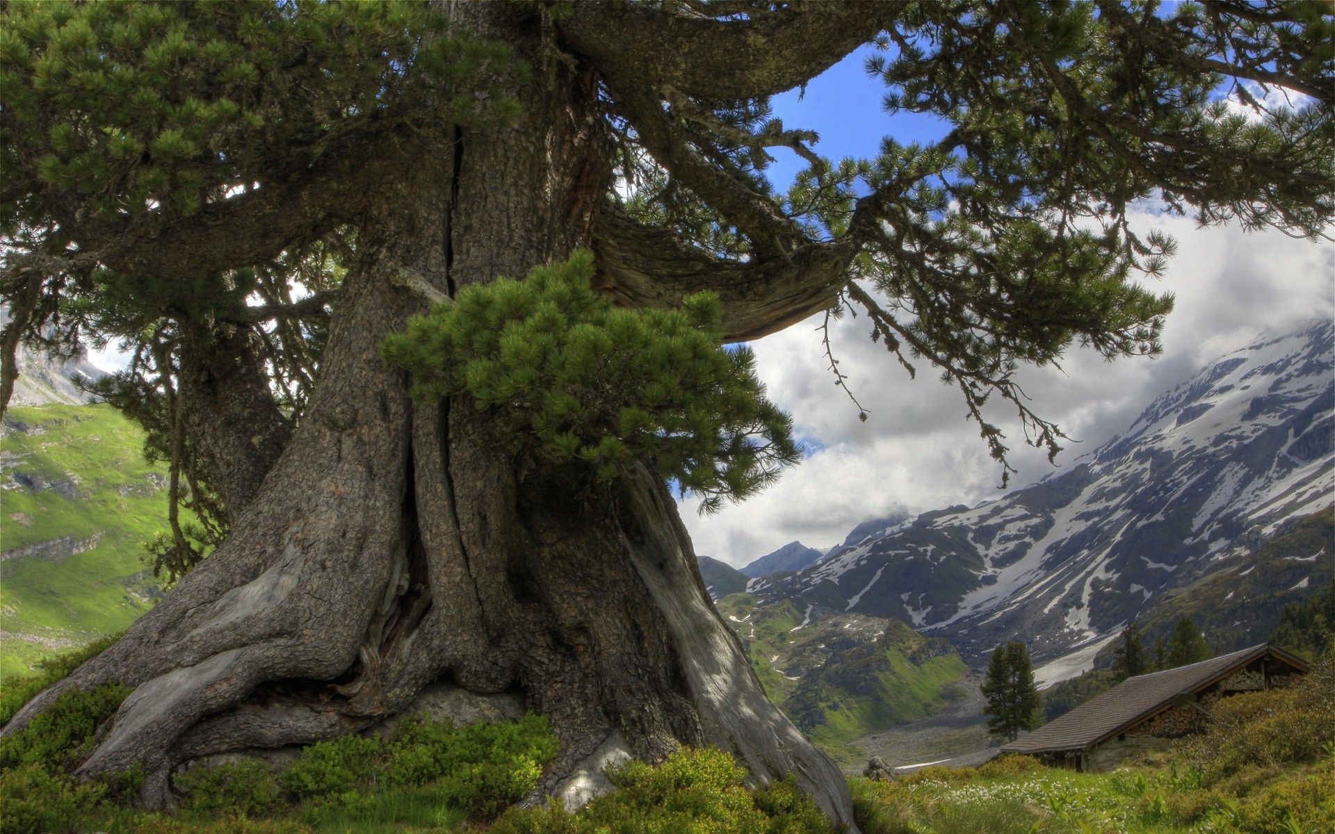 Fondo de pantalla de árbol 1920x1200