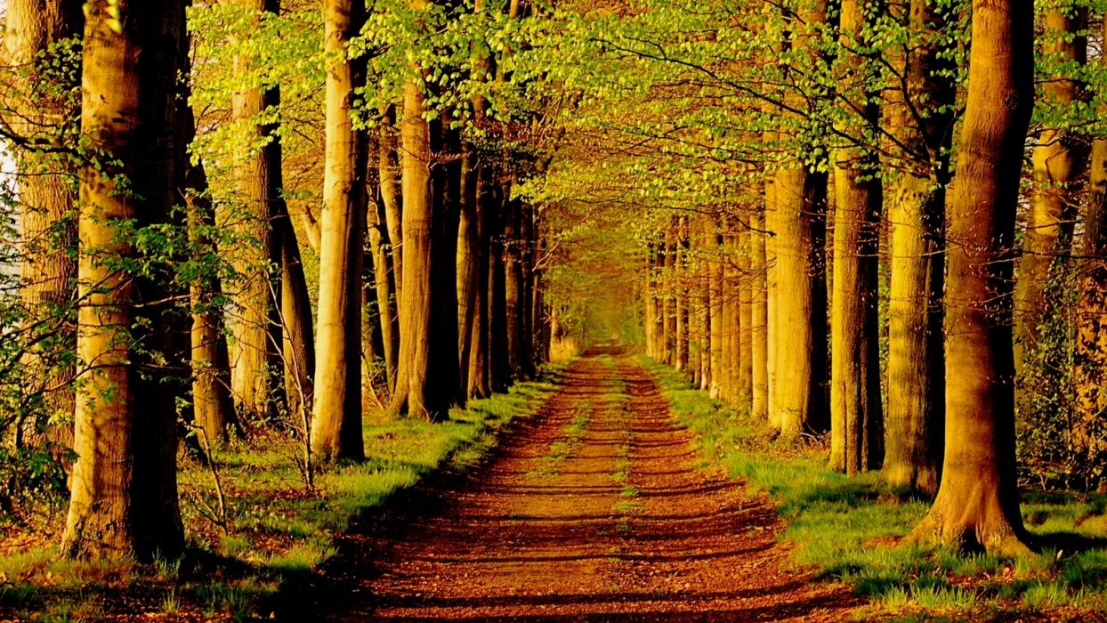 Fondo de pantalla de árbol 1244x700