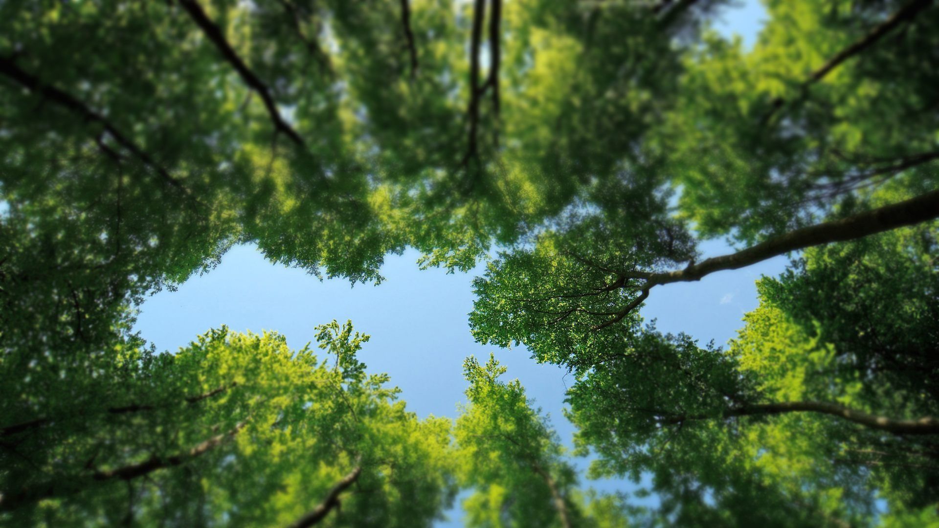 Fondo de pantalla de árbol 1920x1080