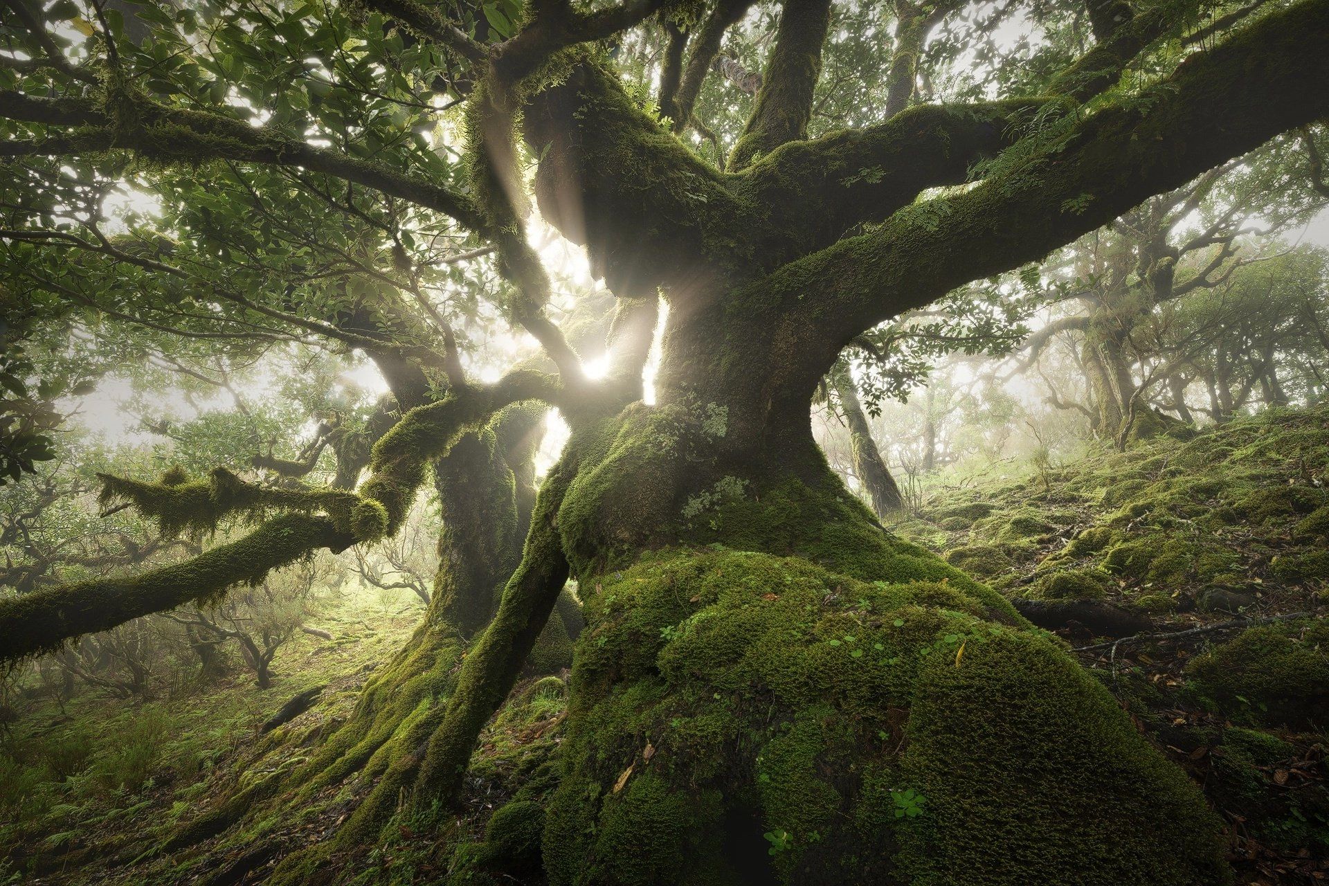Fondo de pantalla de árbol 1920x1280