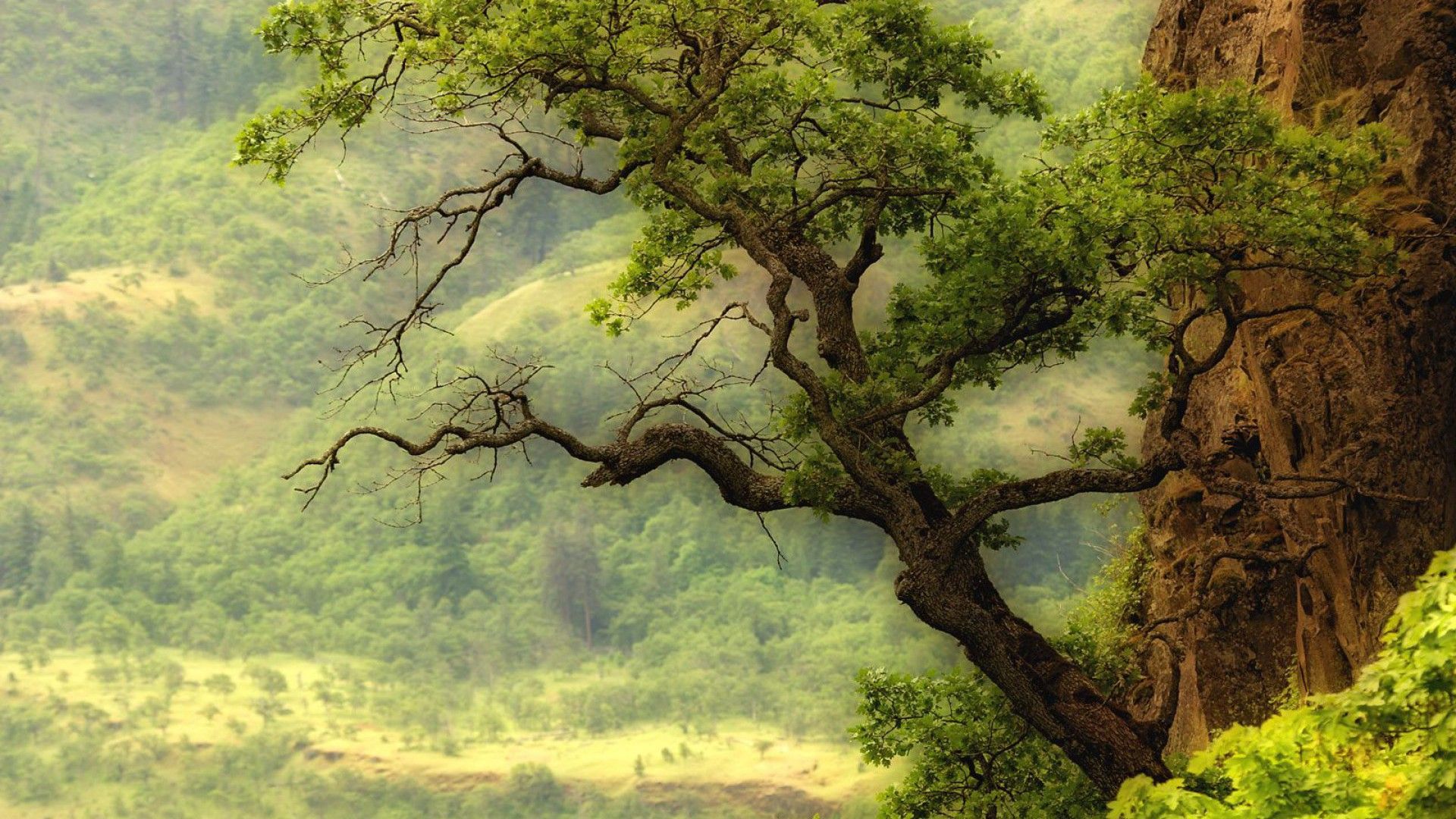 Fondo de pantalla de árbol 1920x1080