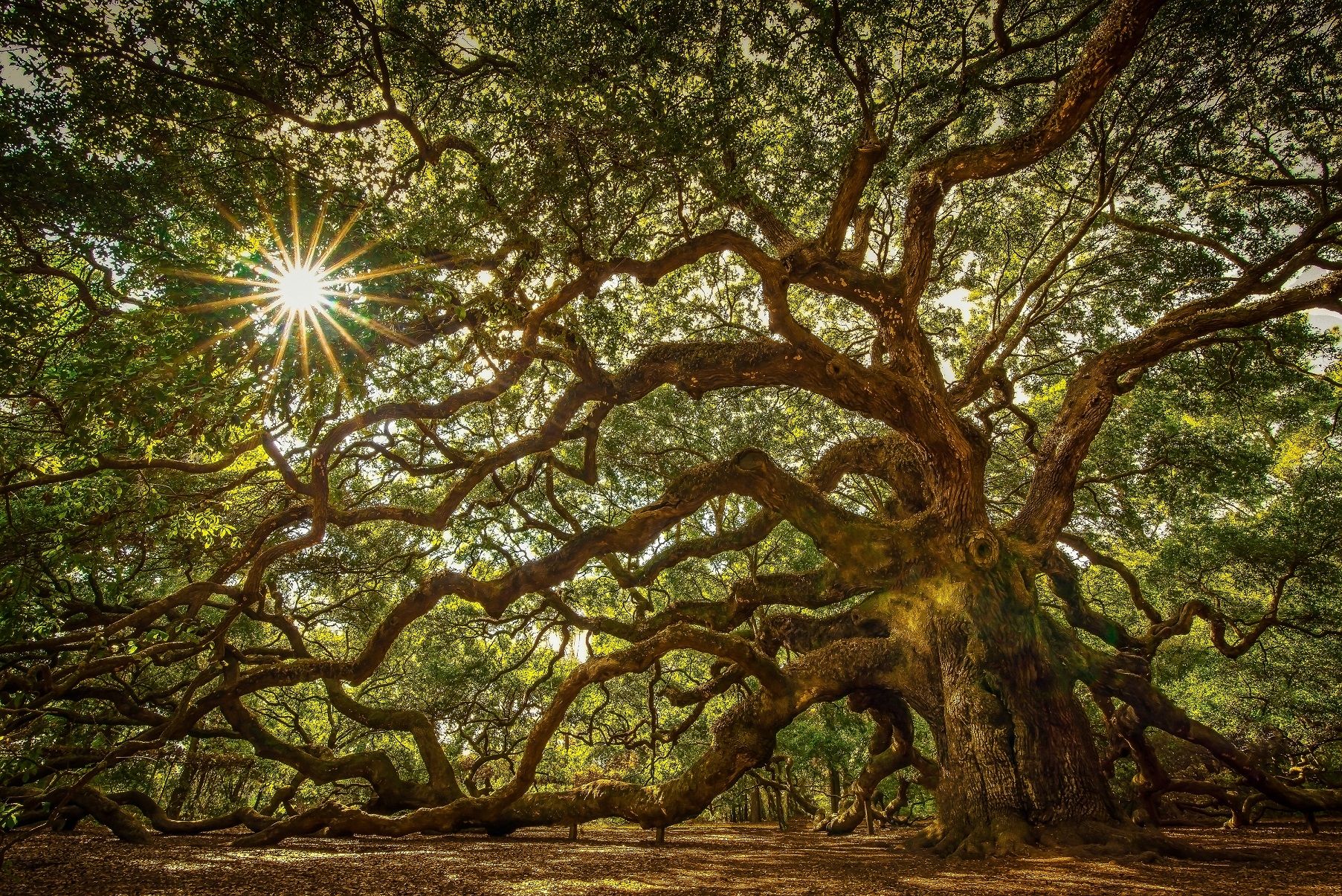 Fondo de pantalla de árbol 1805x1205
