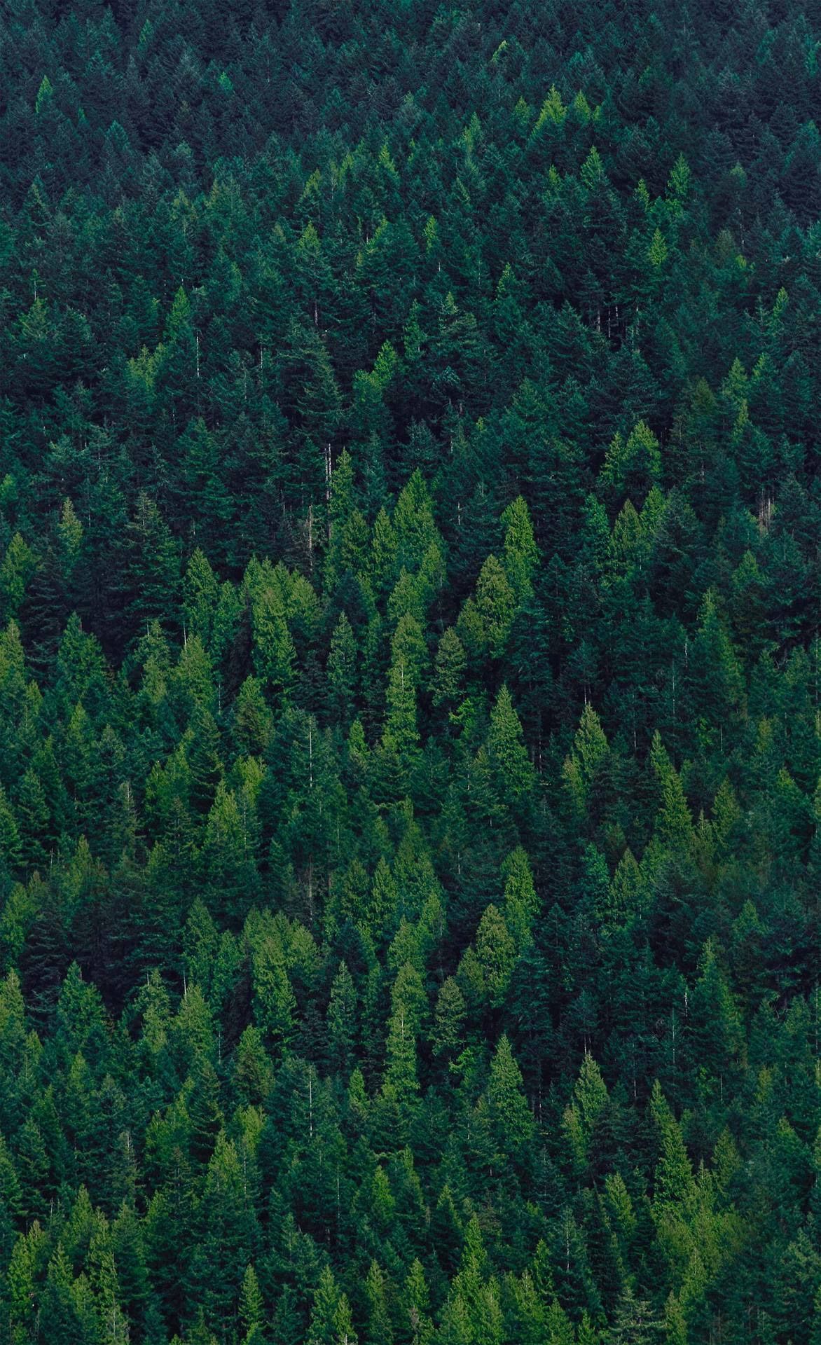 Fondo de pantalla de árbol 1172x1920