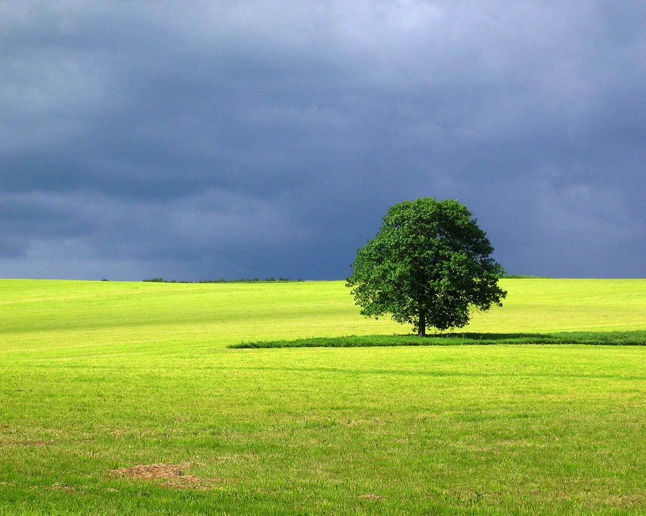 Fondo de pantalla de árbol 1280x1024