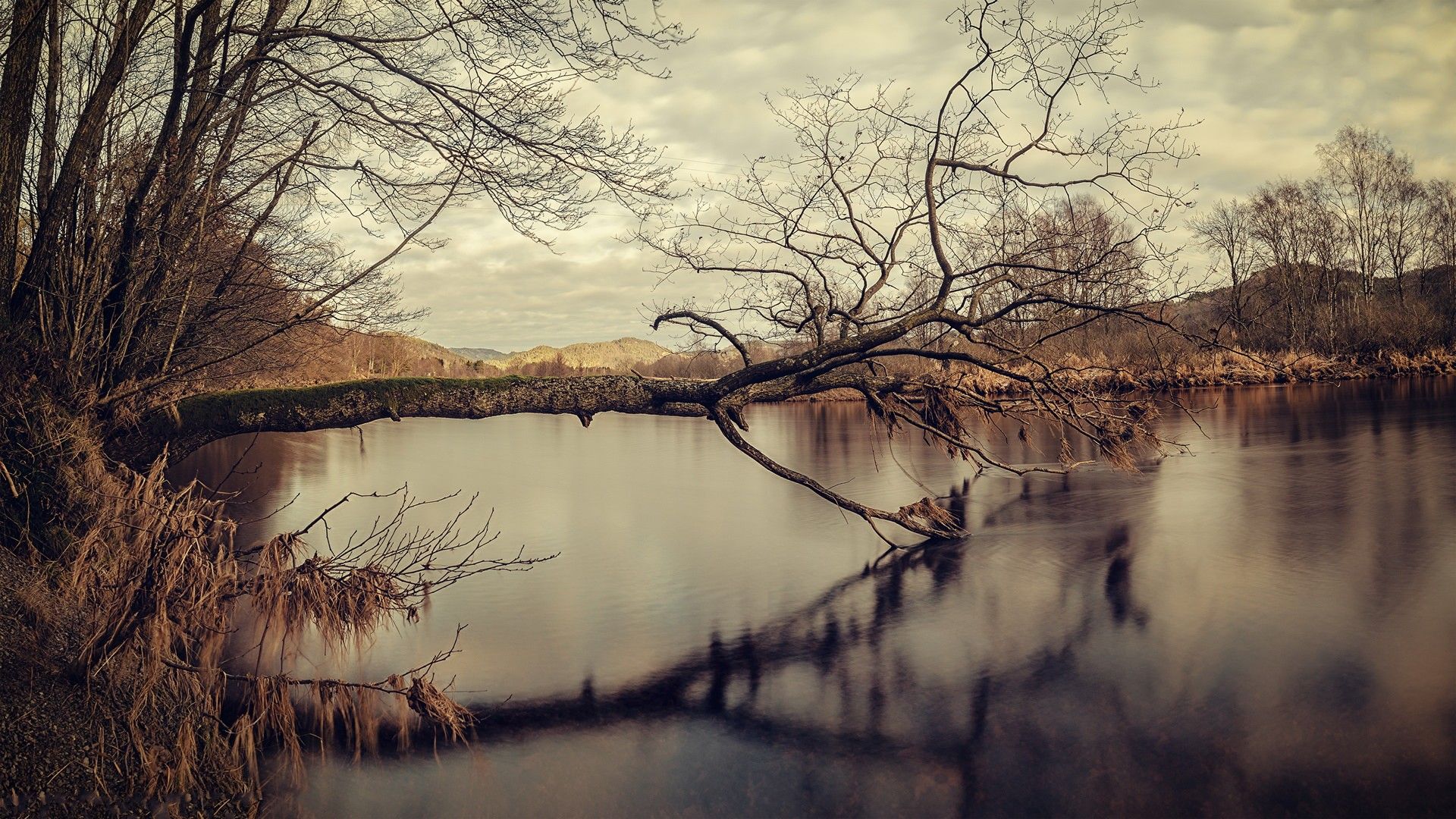 Fondo de pantalla de árbol 1920x1080