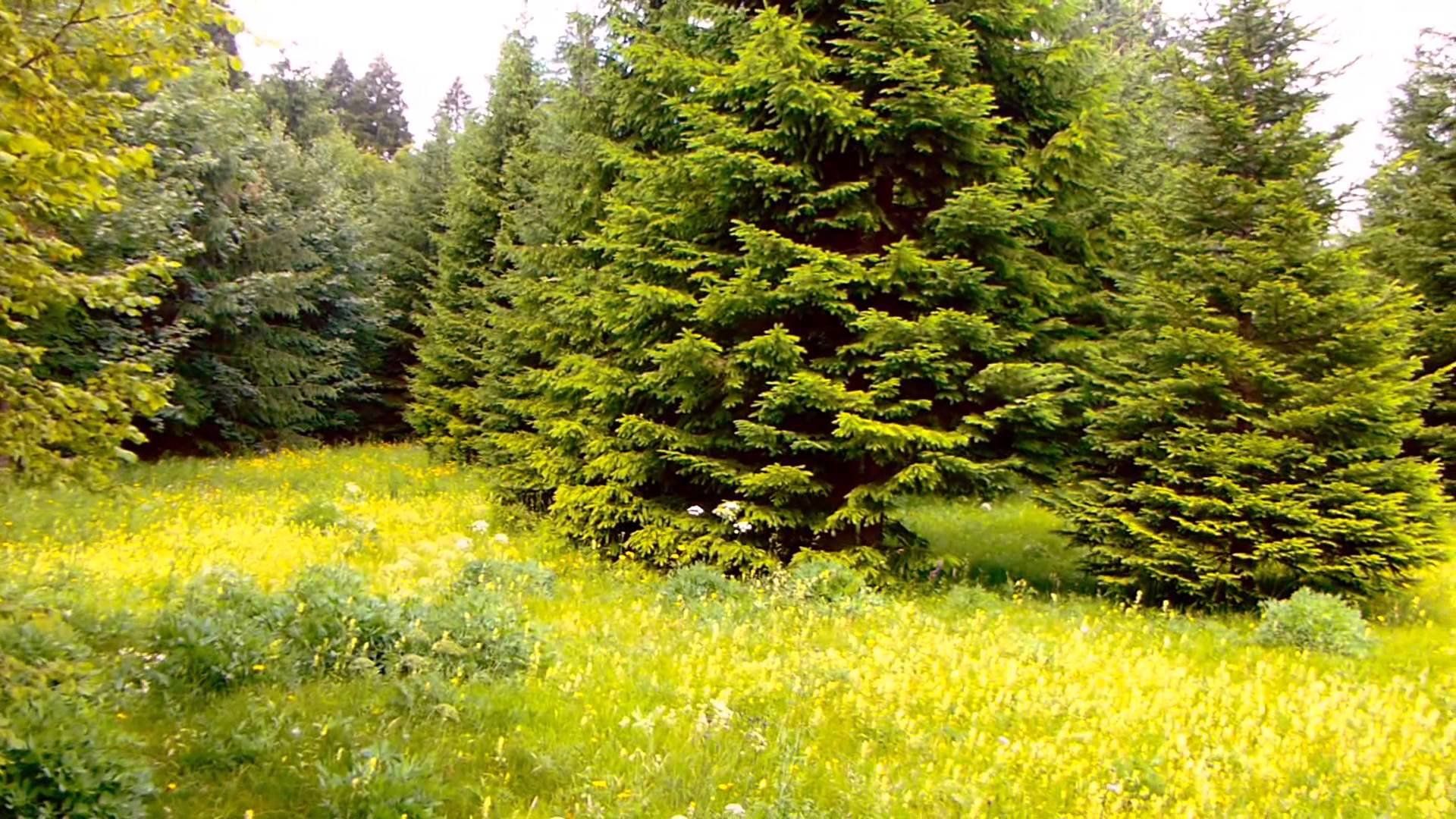 Fondo de pantalla de árbol 1920x1080