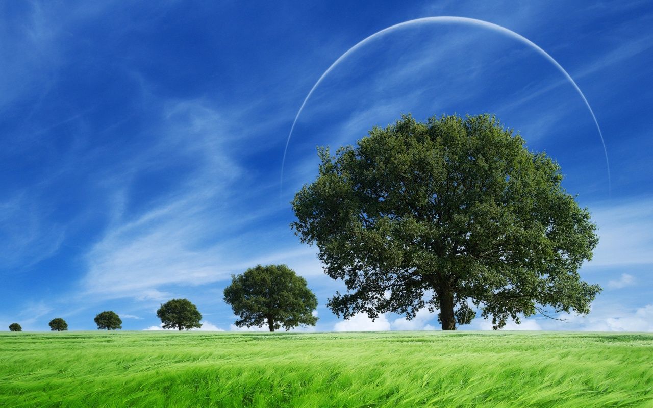 Fondo de pantalla de árbol 1280x800