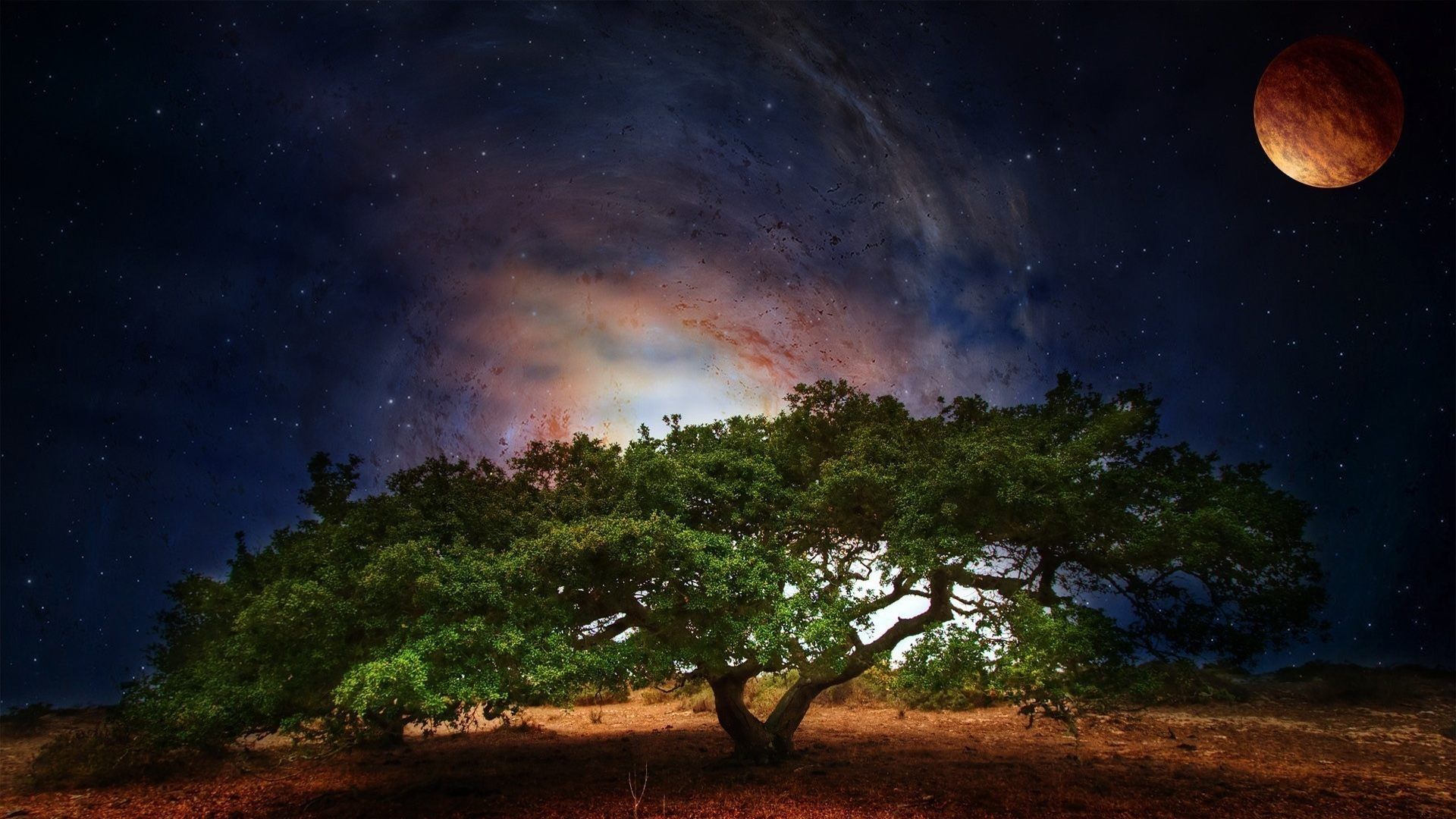 Fondo de pantalla de árbol 1920x1080