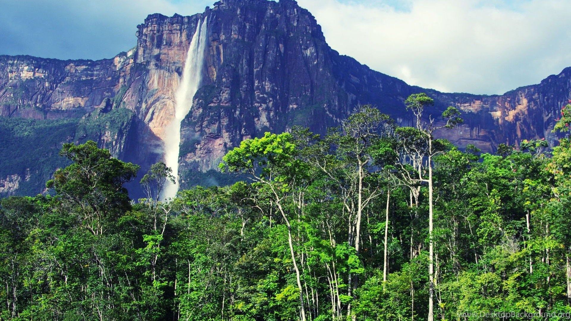 Fondo de pantalla de árbol 1920x1080