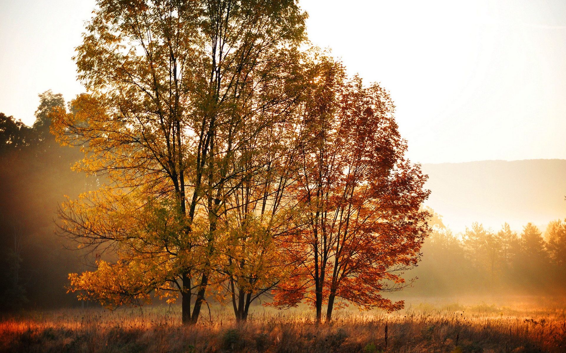 Fondo de pantalla de árbol 1920x1200