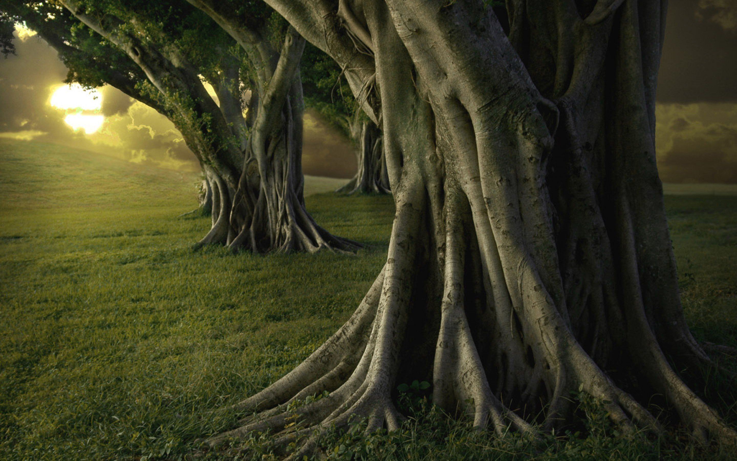 Fondo de pantalla de árbol 2880x1800
